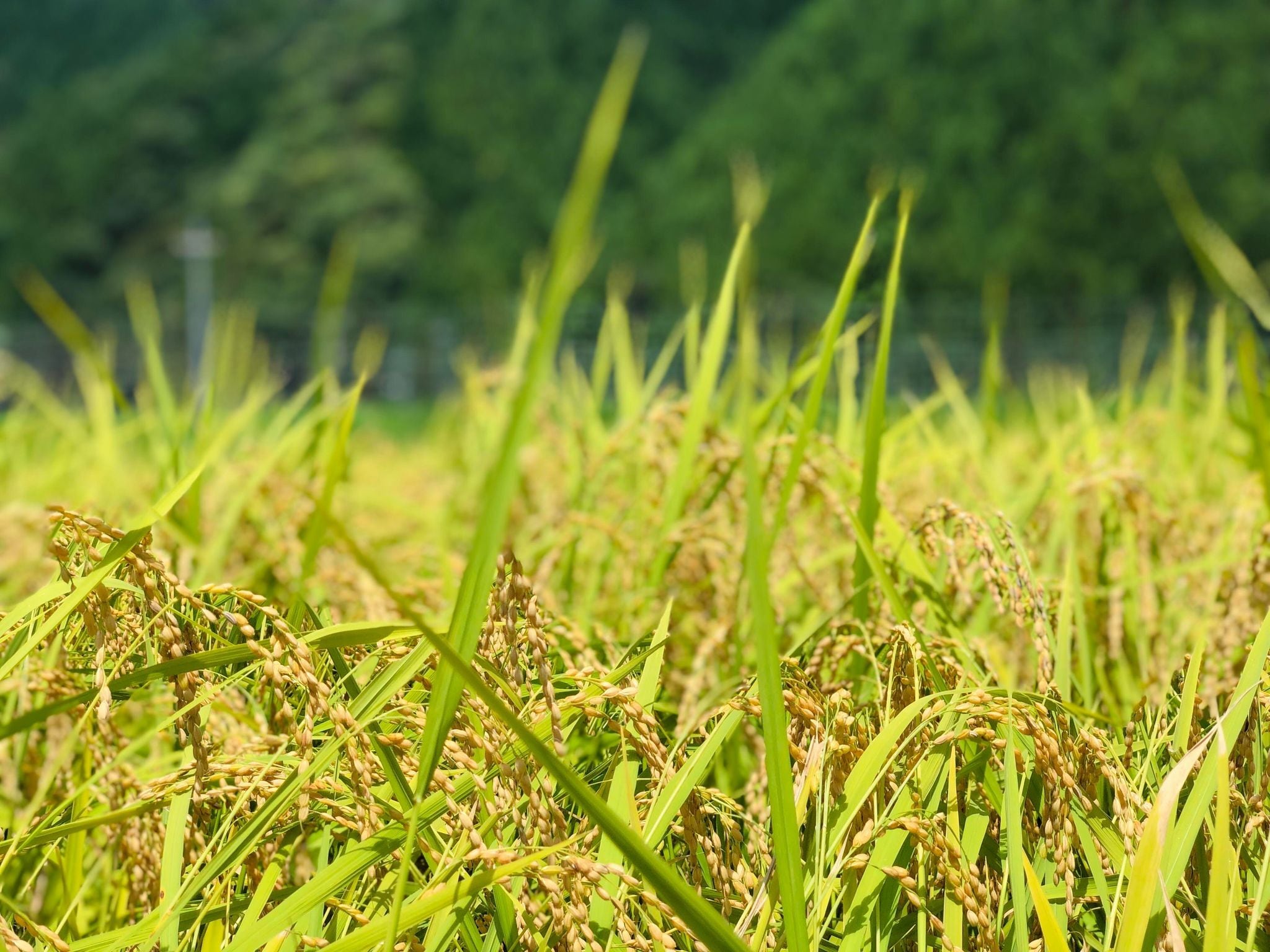 新米 令和7年(2025年)販売スタート【農薬・化学肥料不使用 コシヒカリ