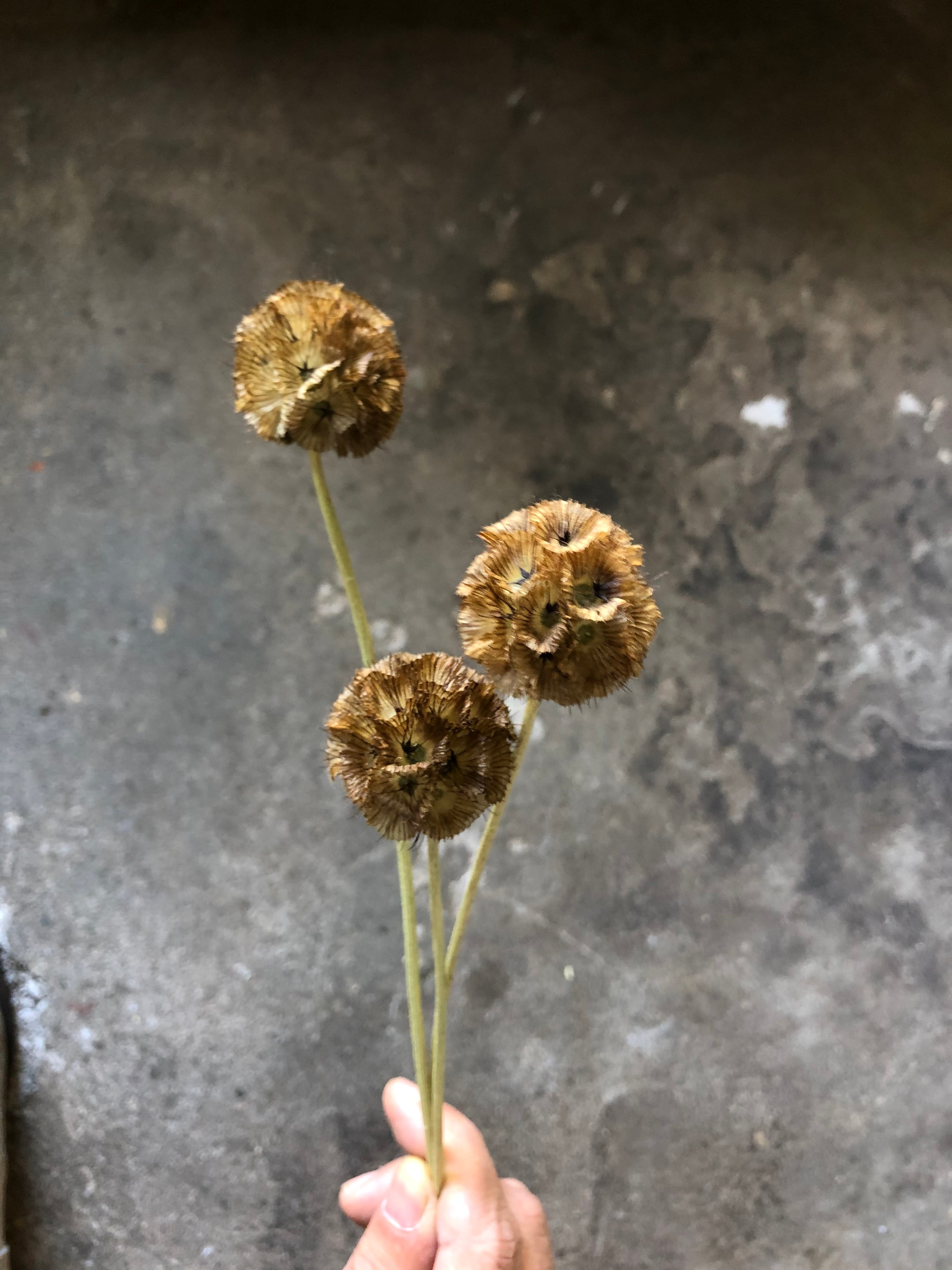 カリオタ ドレッド ドライフラワー | MEmENTO Dried flower