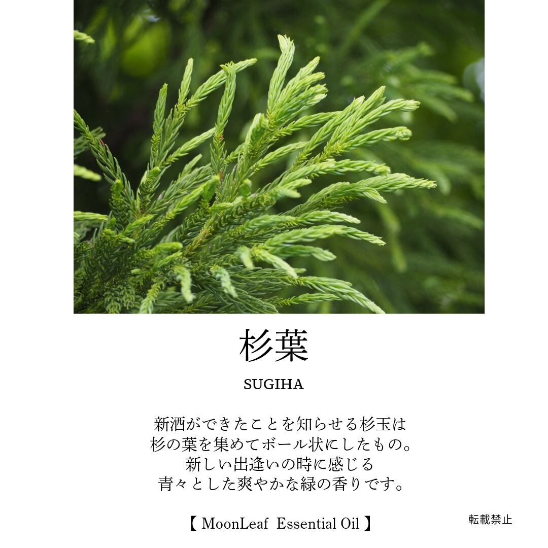 杉の枝葉　×一本分 da99c3deafa317a9f975408c7c883a