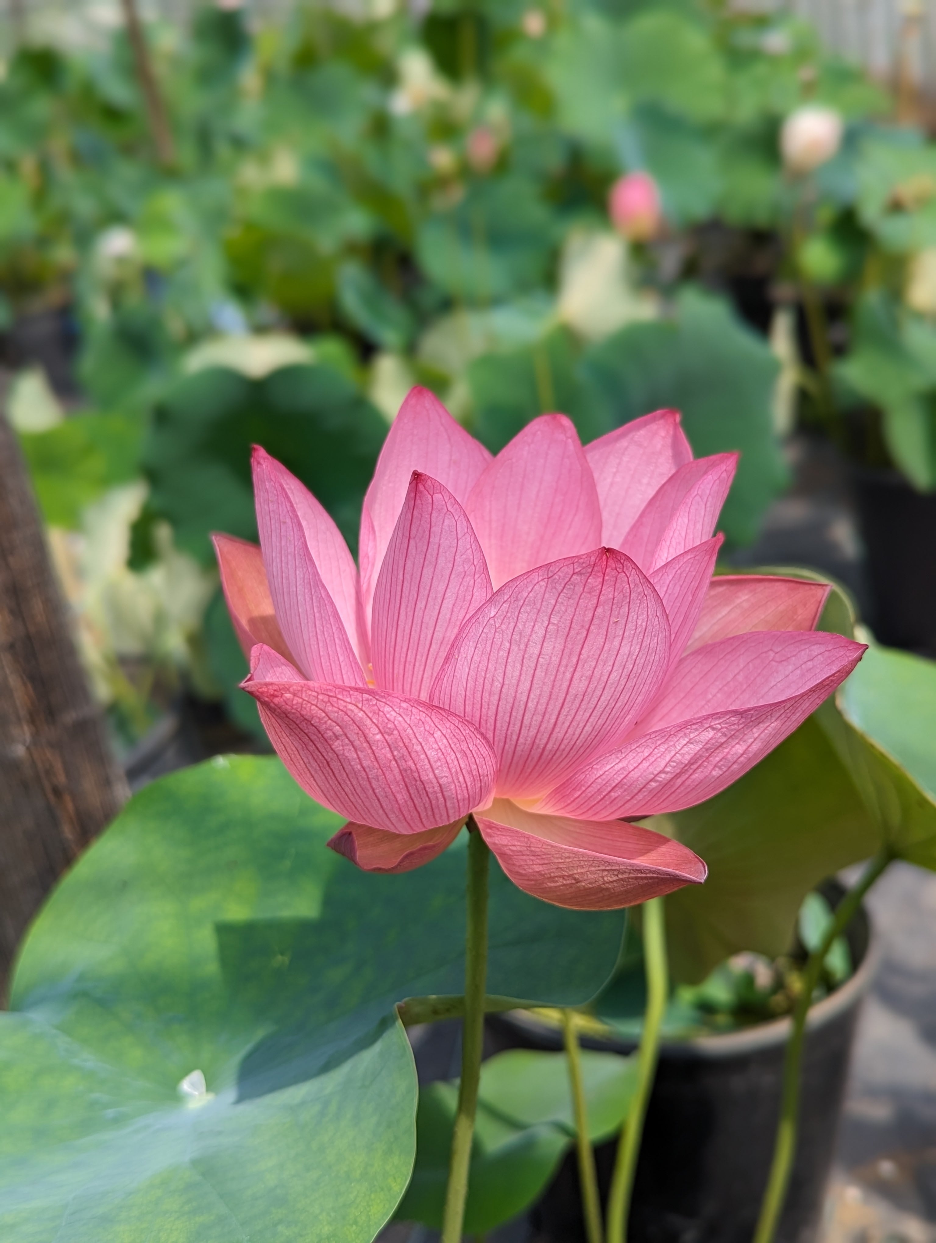 即非蓮・苗(肥料付き) | やまもと農園