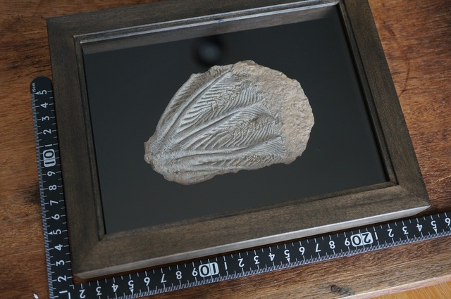 貴州省産ウミユリ化石 額装 Traumatocrinus sp. 2099