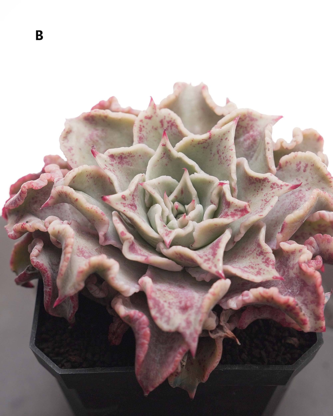カット苗 マディバ 巨大株 Echeveria 'Madiba'