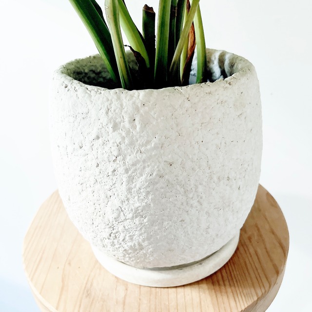 【PremiumPlants】斑入り ザミオクルカス セメント鉢仕立て 受皿calm cafe