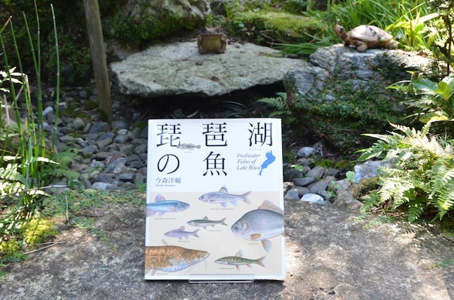 琵琶湖の魚