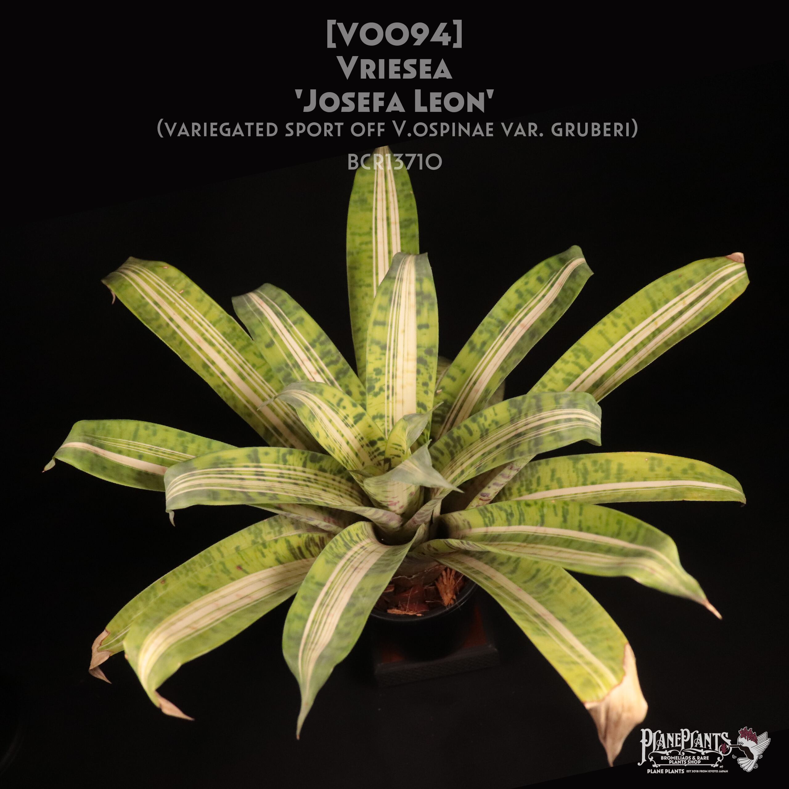 送料無料】Vriesea 'Josefa Leon'〔フリーセア〕現品発送V0094 | plane