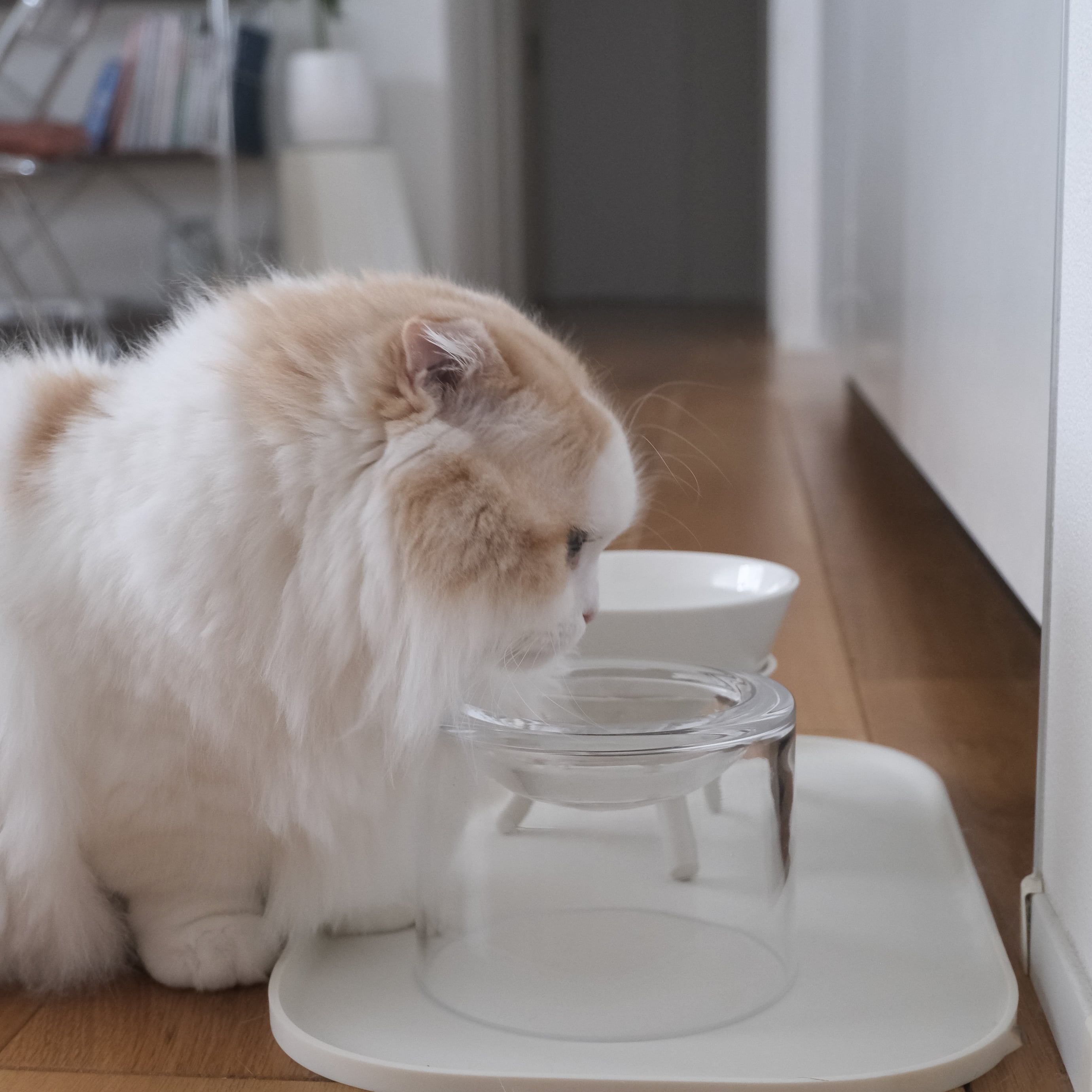 Glass Food Bowl/Clear