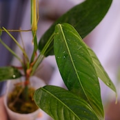 Philodendron heterocraspedon|フィロデンドロン・ヘテロクラペドン②|観葉植物