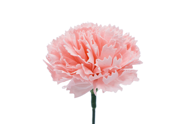 カーネーションC-P2 ピーチ (15輪入りor25輪入り)