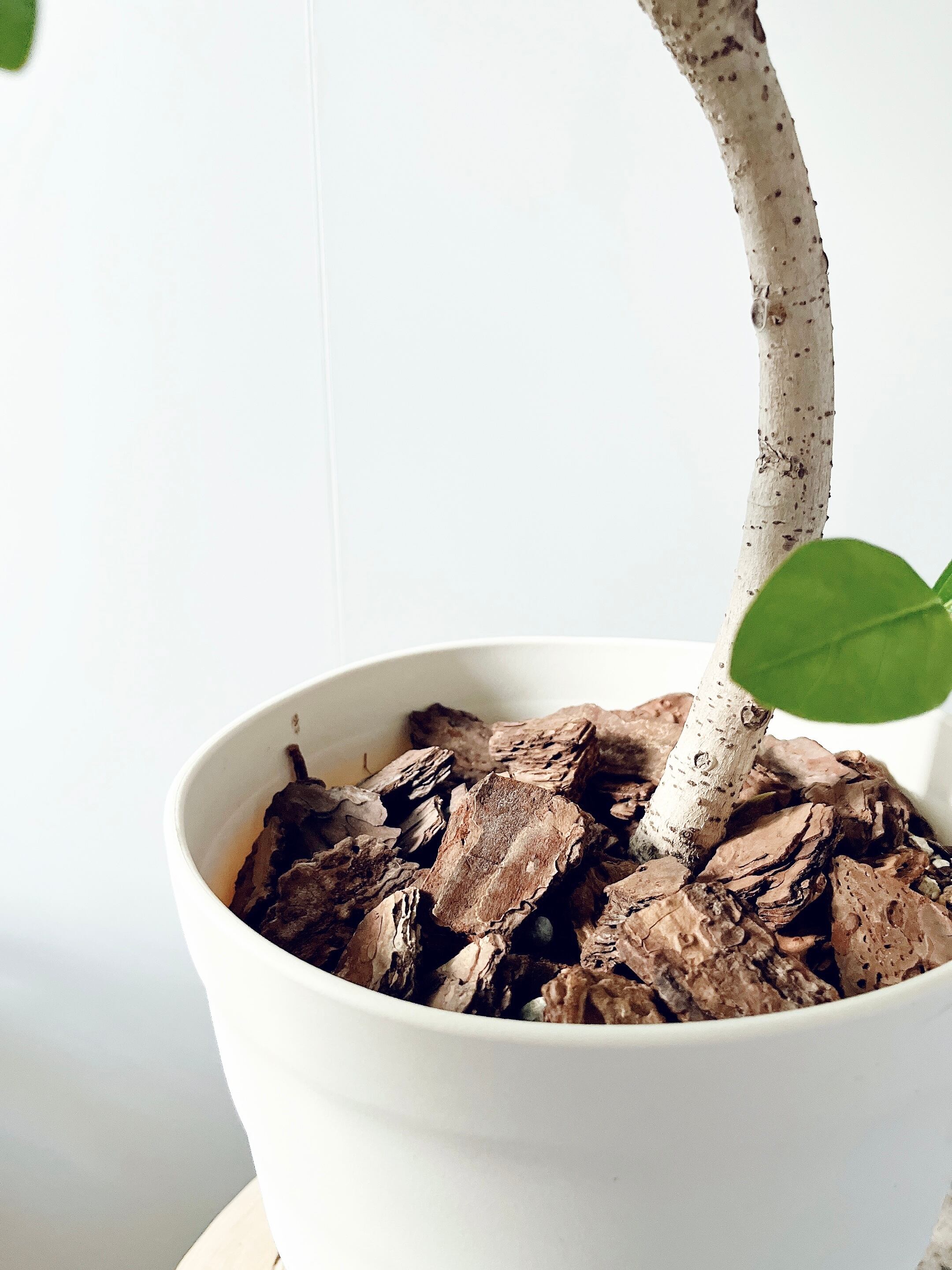 フィカス ロイ 曲がり 希少 観葉植物 大型 室内 calm cafe | calm cafe☕️