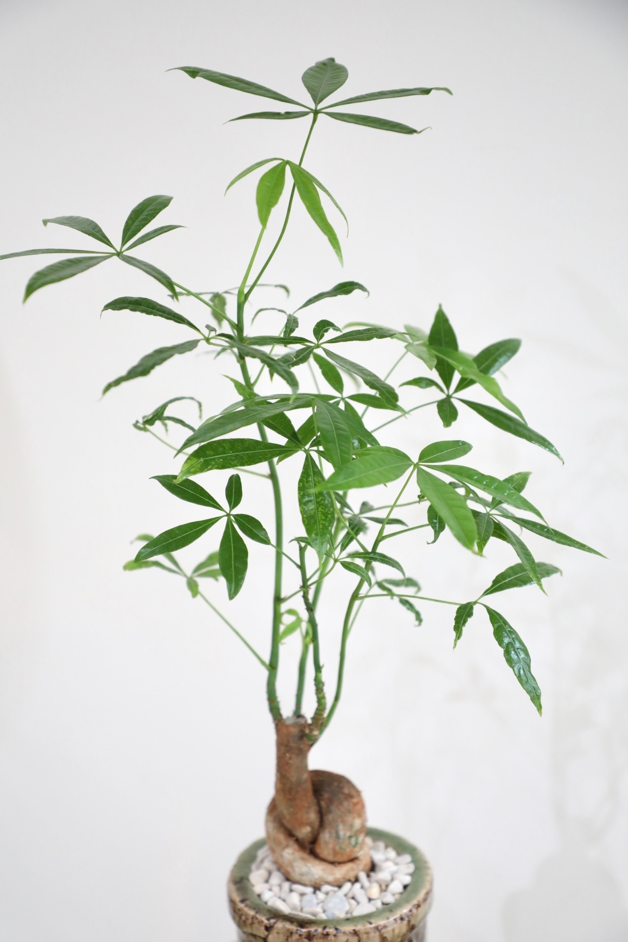 【S】パキラ グラブラ/Pachira ※陶器鉢付き