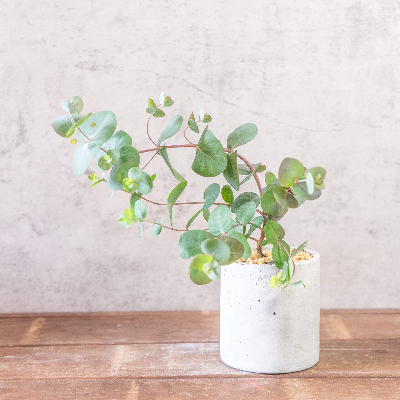 【厳選仕入れの逸品】優雅なアーチを描く枝が美しいユーカリ・ポポラス。手づくりモルタル鉢で洗練された空間を／虫発生抑制