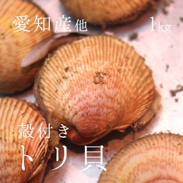 生トリ貝 殻付きトリ貝 三重・愛知産 他 1個50-100g・計1kg 豊洲直送