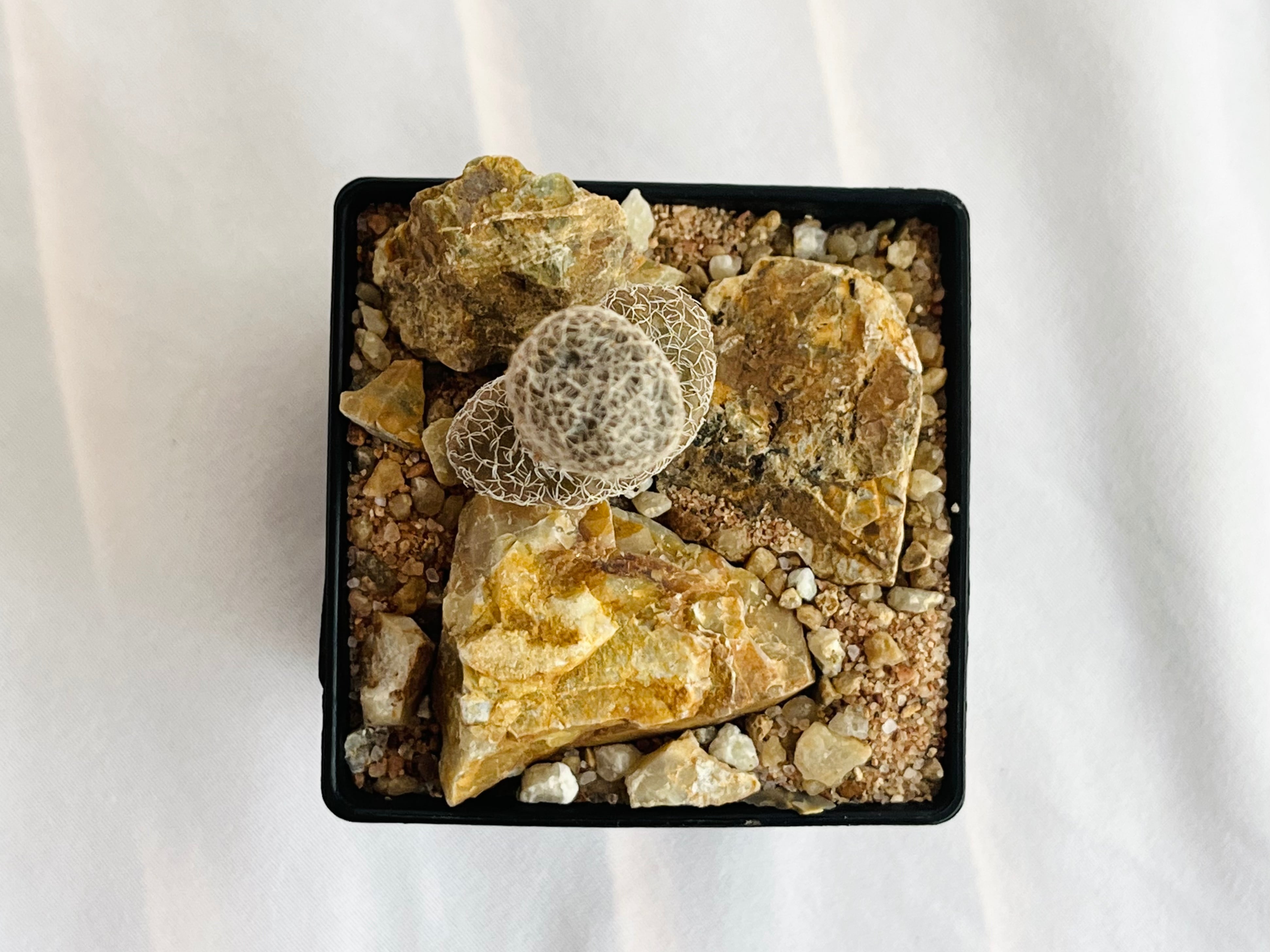 Puna clavarioides クラバリオイデス 茸団扇 白鶏冠 サボテン | plants