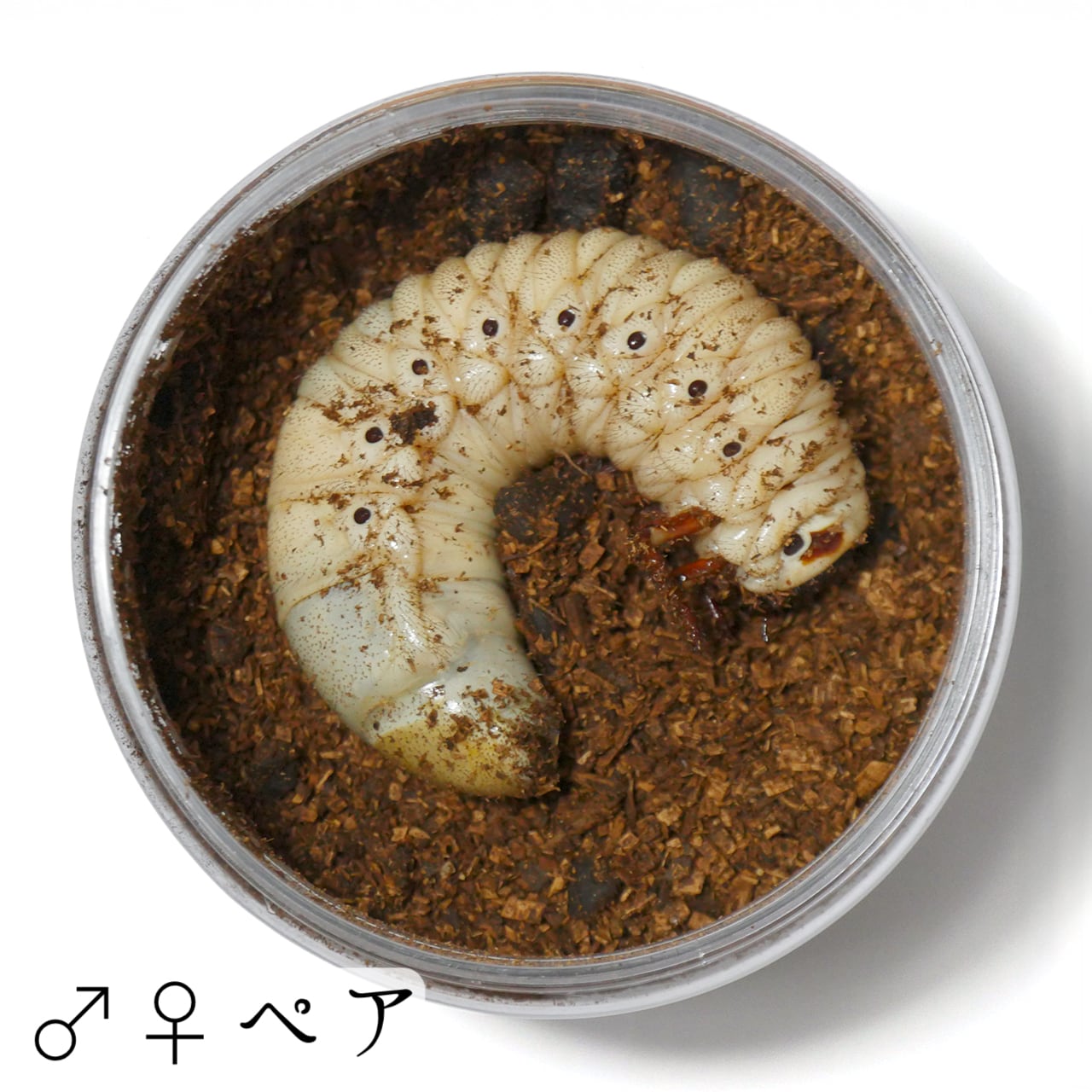 ヘラクレスオオカブト幼虫 (Grub) | HERCULES-TOKYO