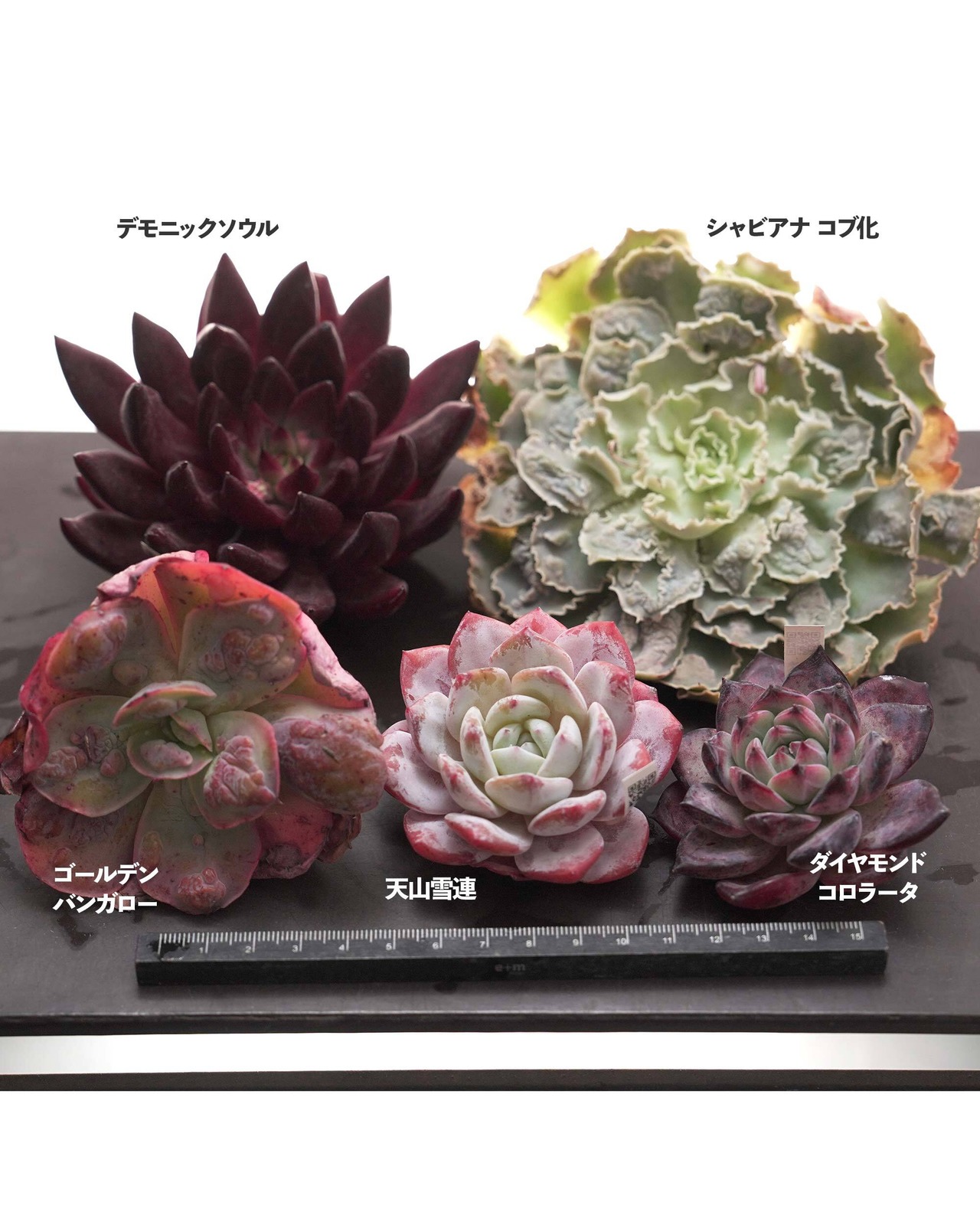 【セットD 新顔 5種】デモニックソウル／ゴールデンバンガロー／シャビアナ Warts 他