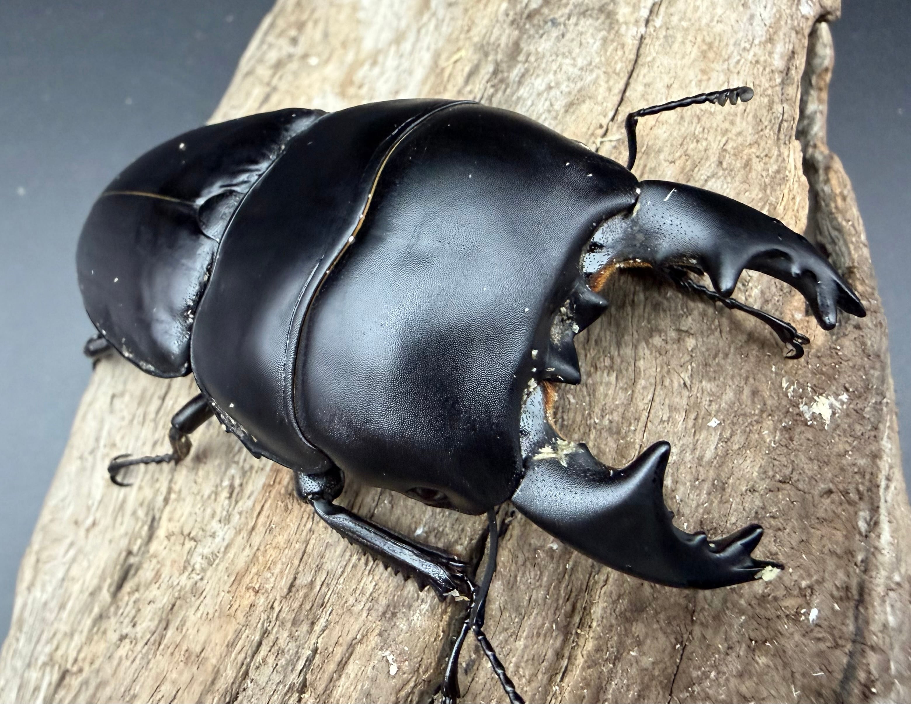 ヒラタクワガタの仲間 | KPW公式オンラインショップ