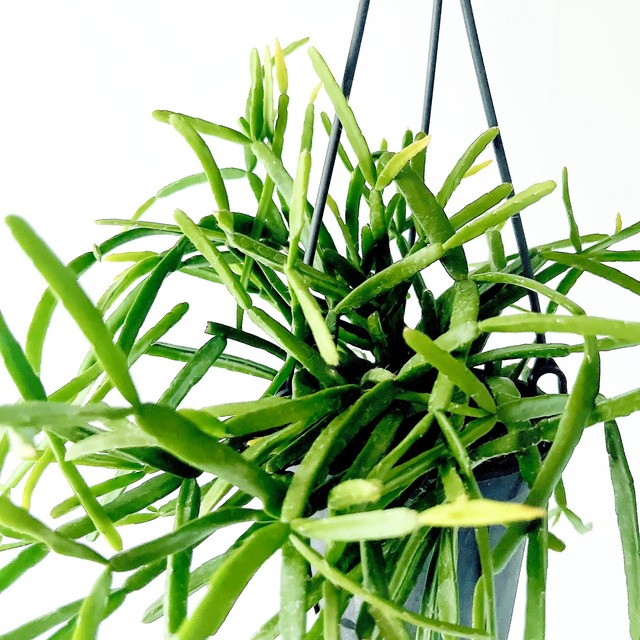 《特別価格》おまかせ リプサリス2点セット 観葉植物 calm cafe
