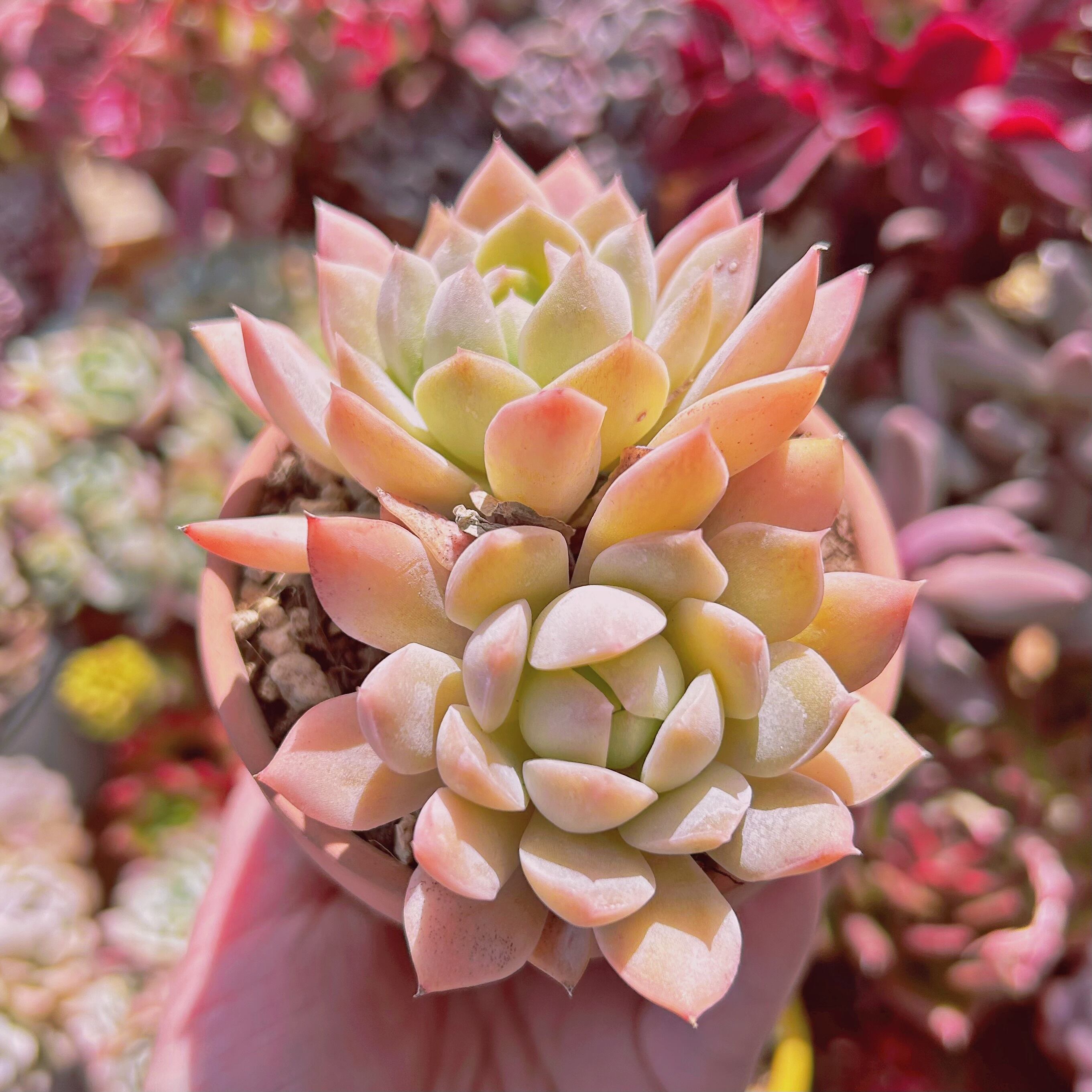 #026現物　多肉植物　新品種　トリュフ　抜き苗