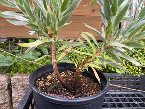 <専用> 佐藤様 専用