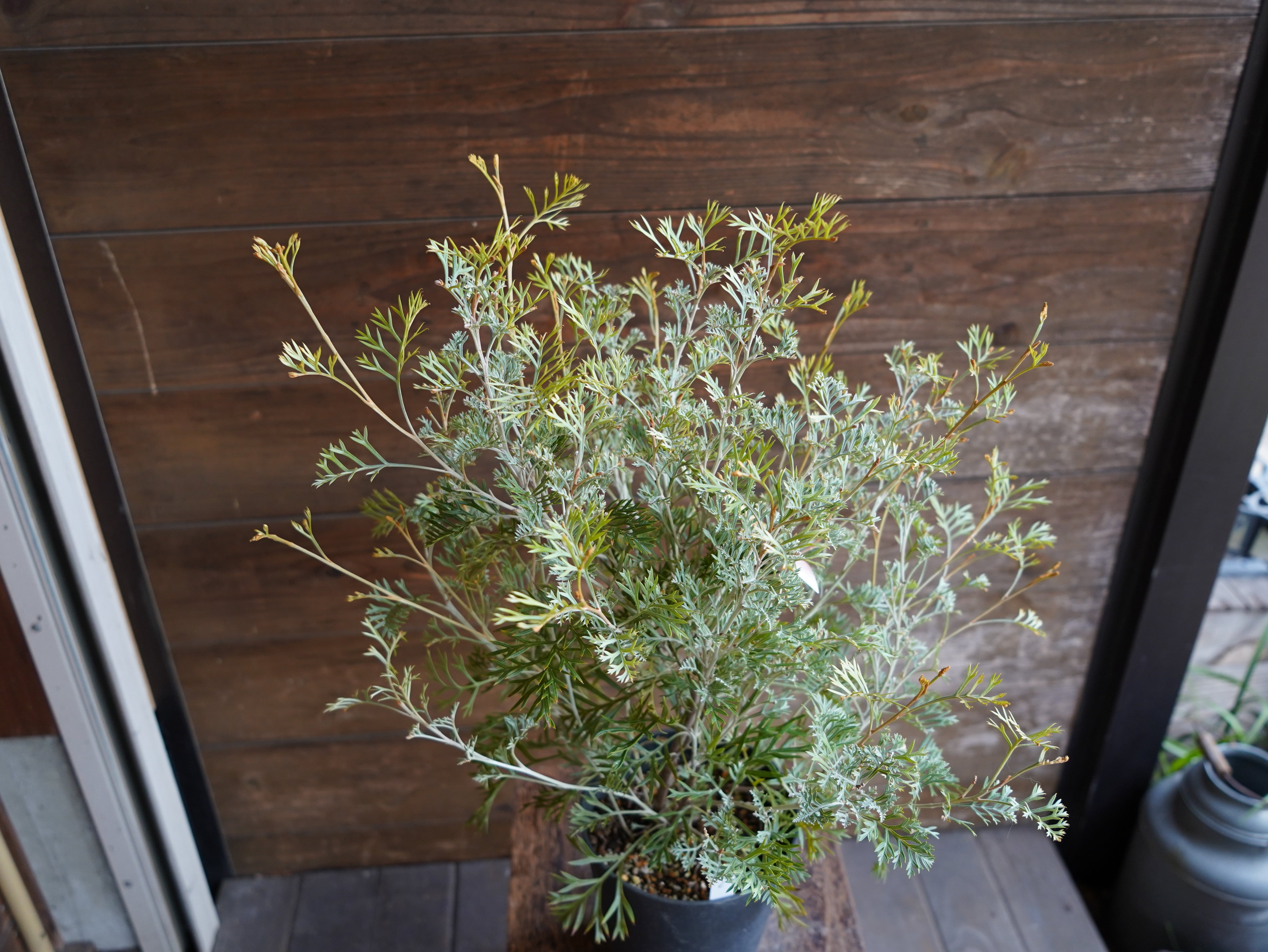 【現物】グレビレア　”クリームパッション”　C