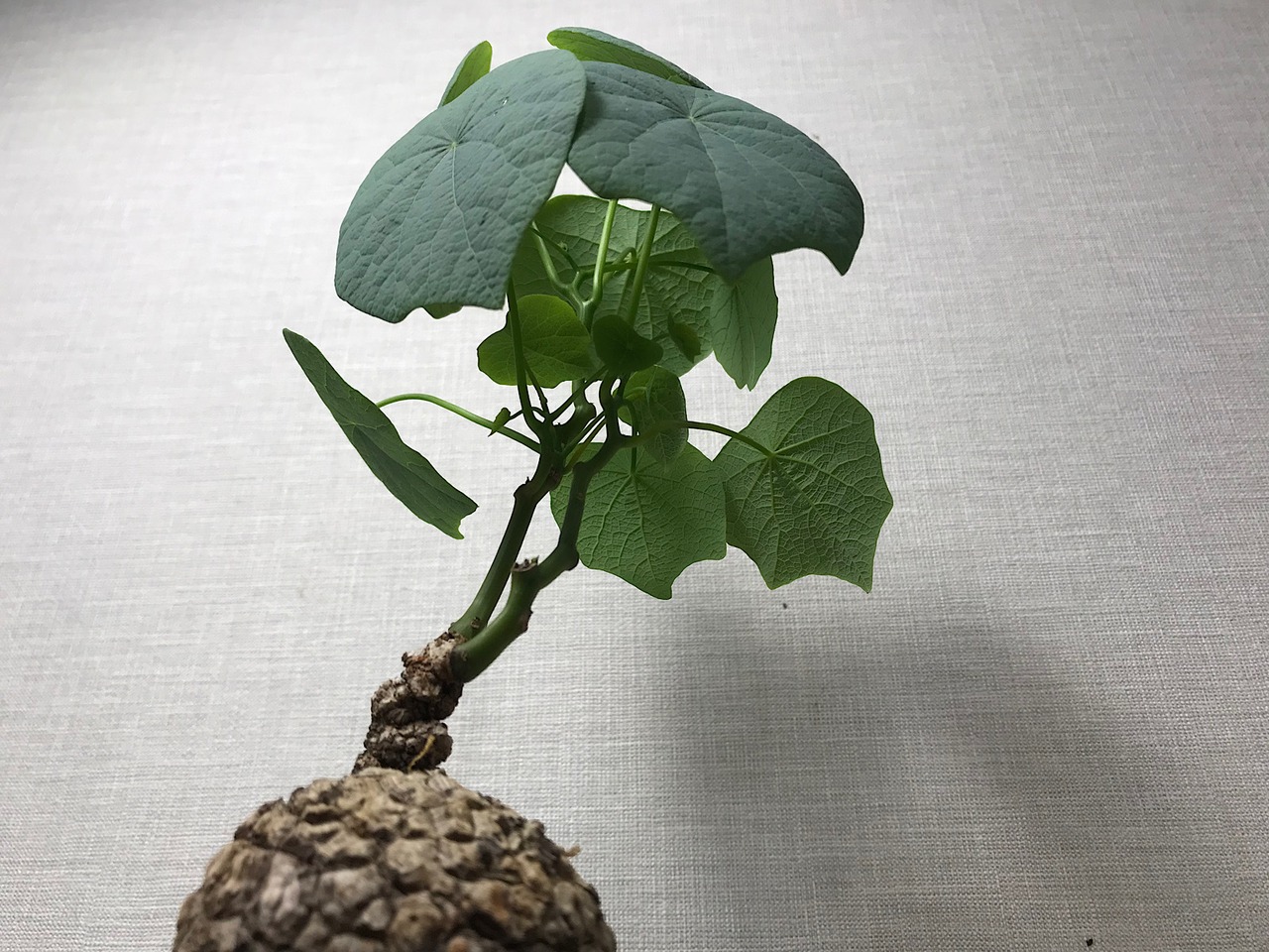 ステファニア スベローサ