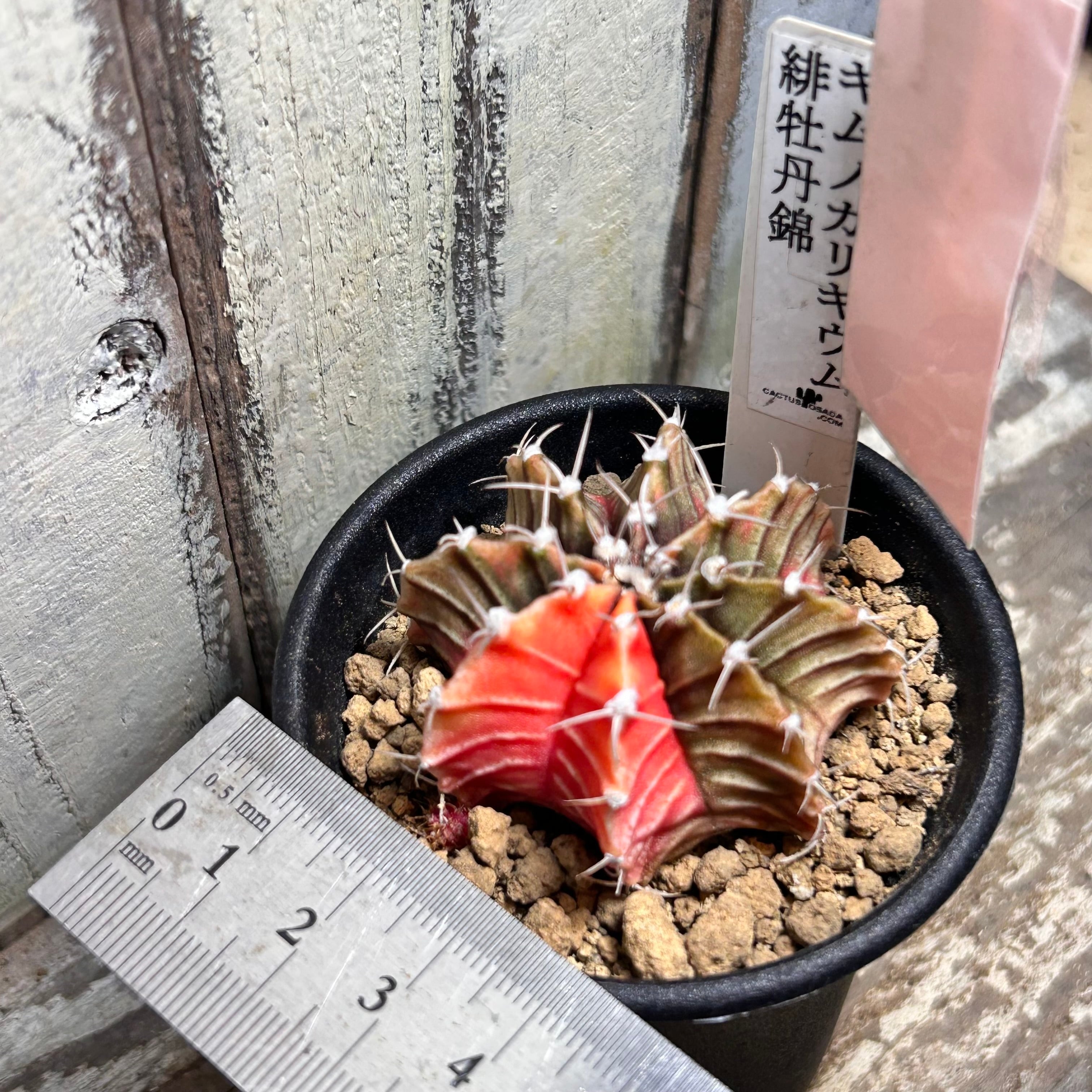 T)A.ギムノカリキウム 緋牡丹錦(夏型 | RuPo 多肉植物専門店