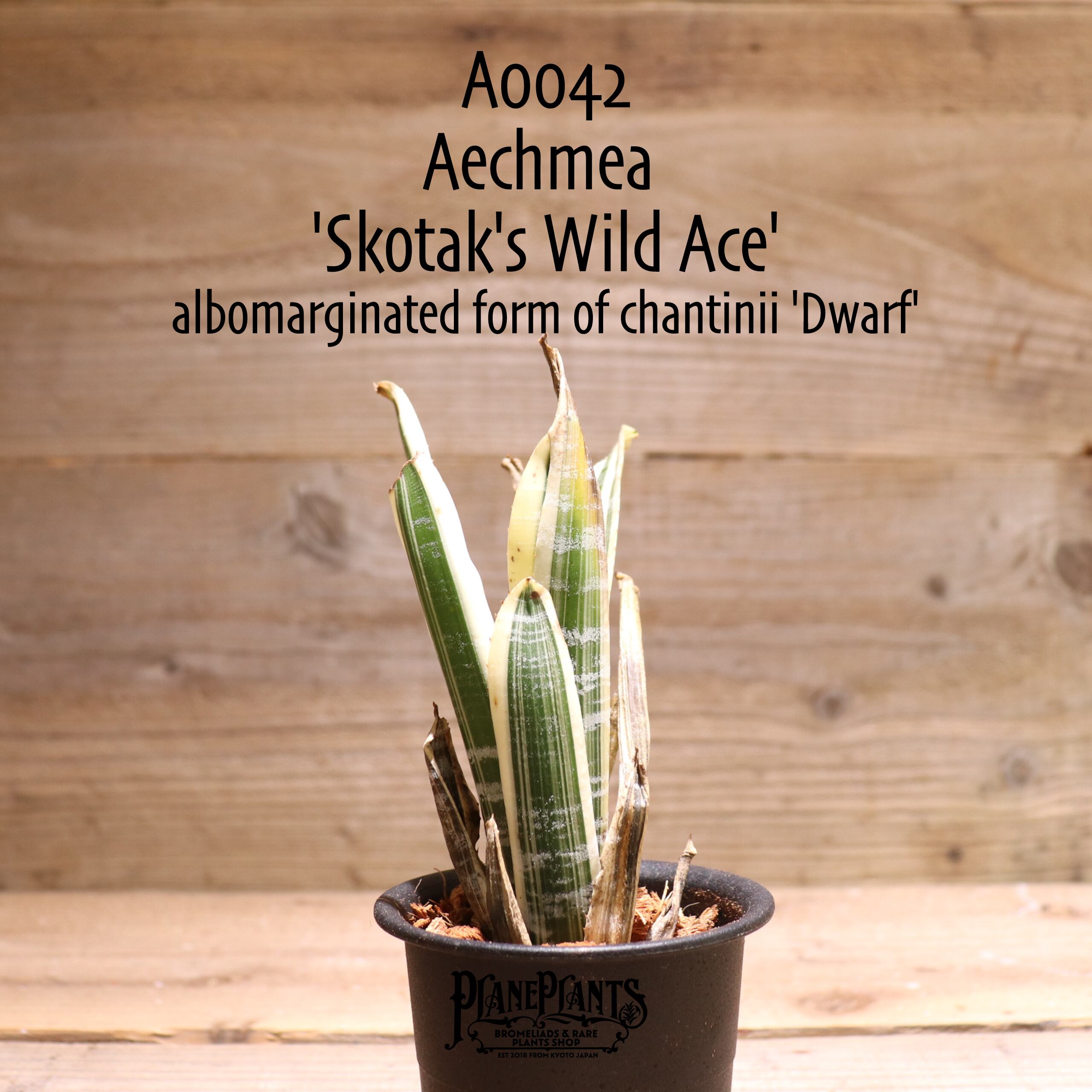 【送料無料】Aechmea 'Candy Cane'〔エクメア〕現品発送A176 送料無料】Aechmea 'Candy Cane'〔エクメア〕現品発送A0058