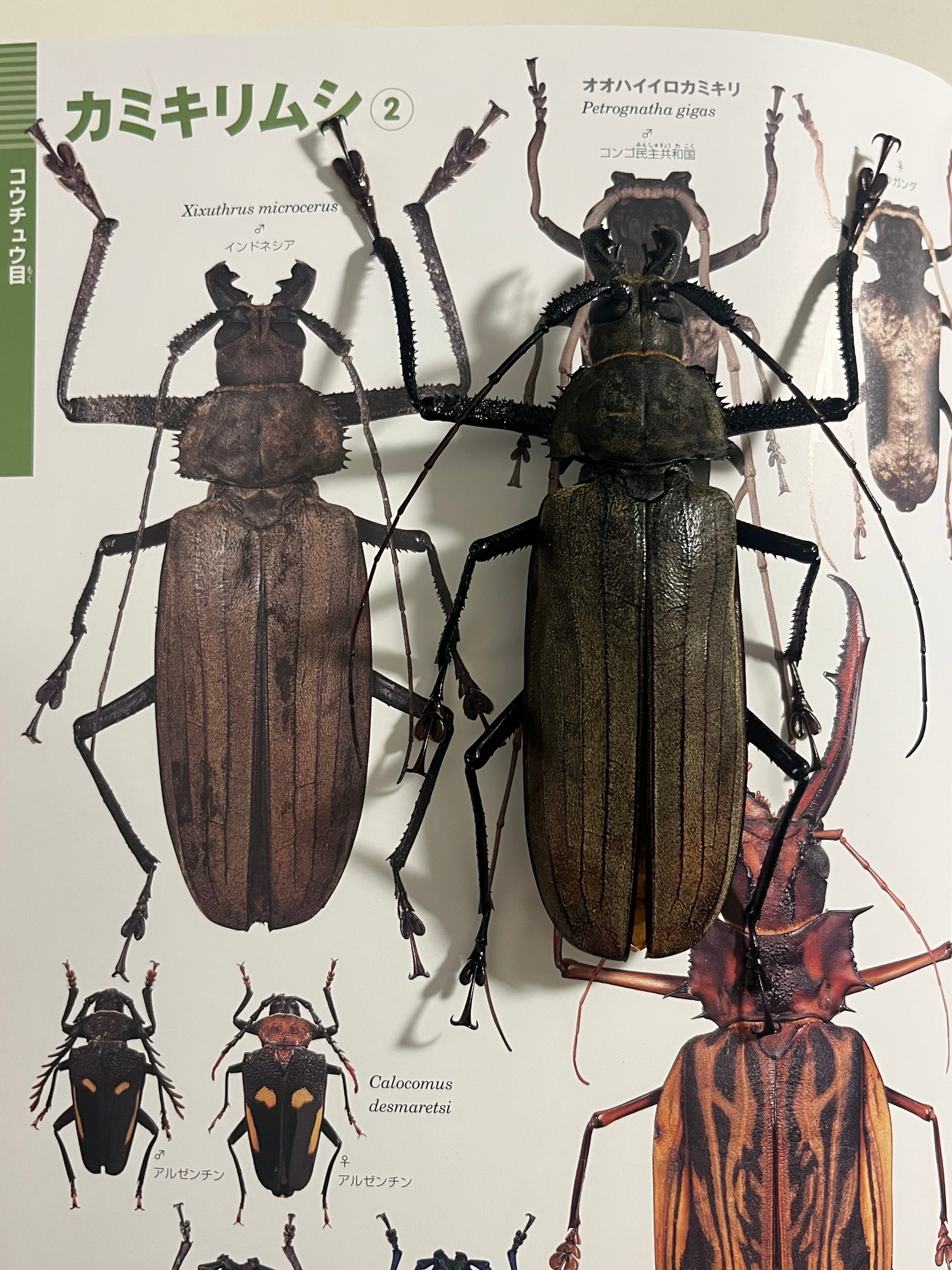 127mm】スジバネトゲフチオオウスバカミキリ ブルウスバカミキリ