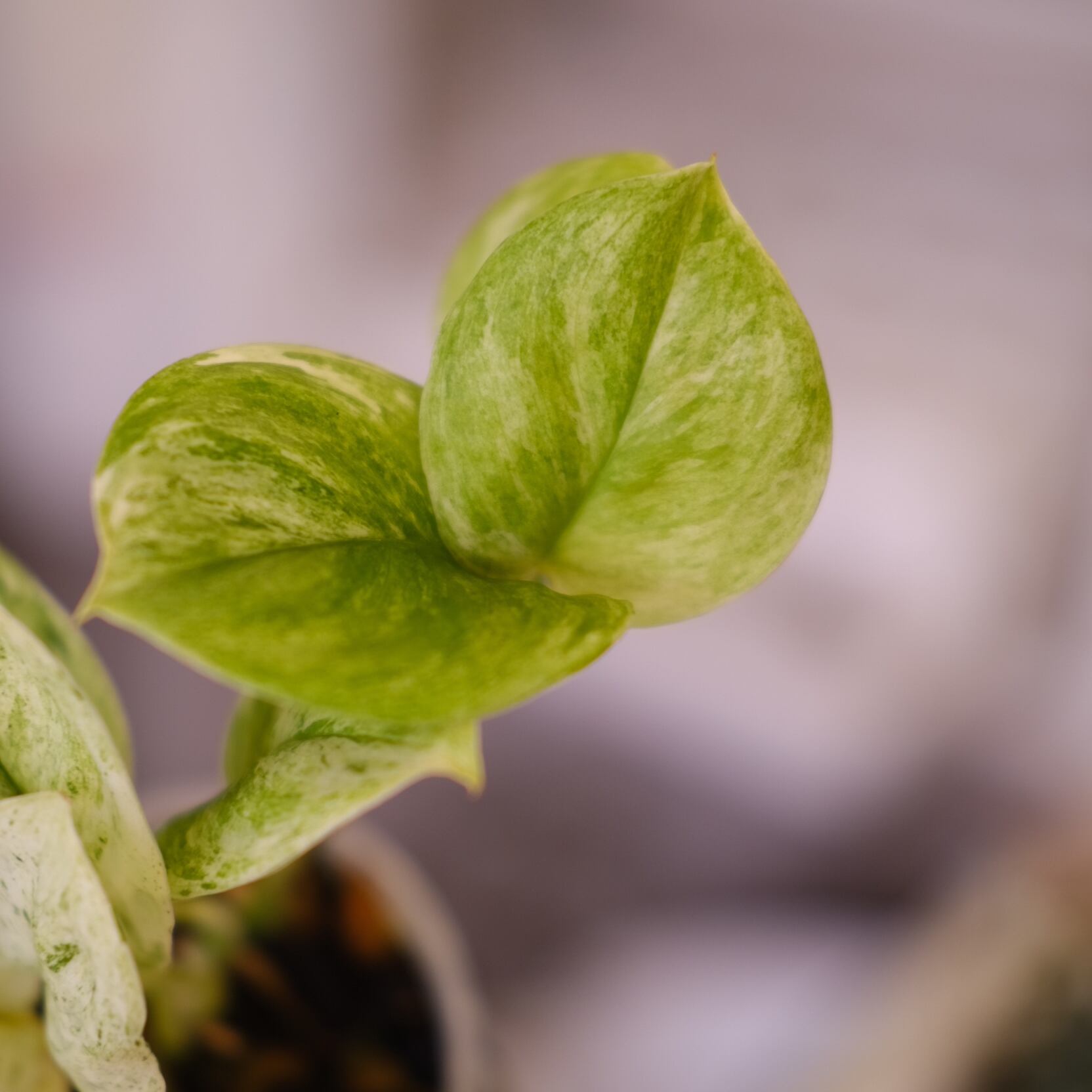 Scindapsus jade satin 