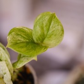 Scindapsus jade satin "Marble"② / スキンダプサス・ジェイドサテン マーブル