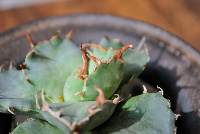 アガベ チタノタ FO-076 コンパクタ from GG No.1