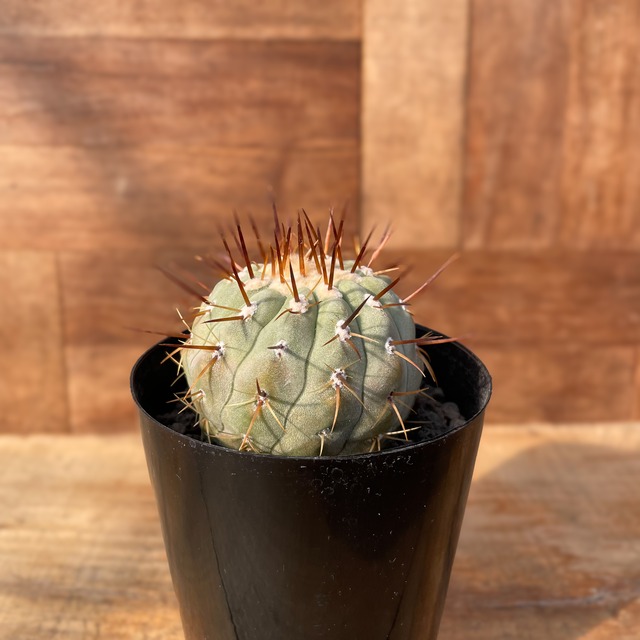 Copiapoa cinerea var. columna-alba【コピアポア・孤竜丸】