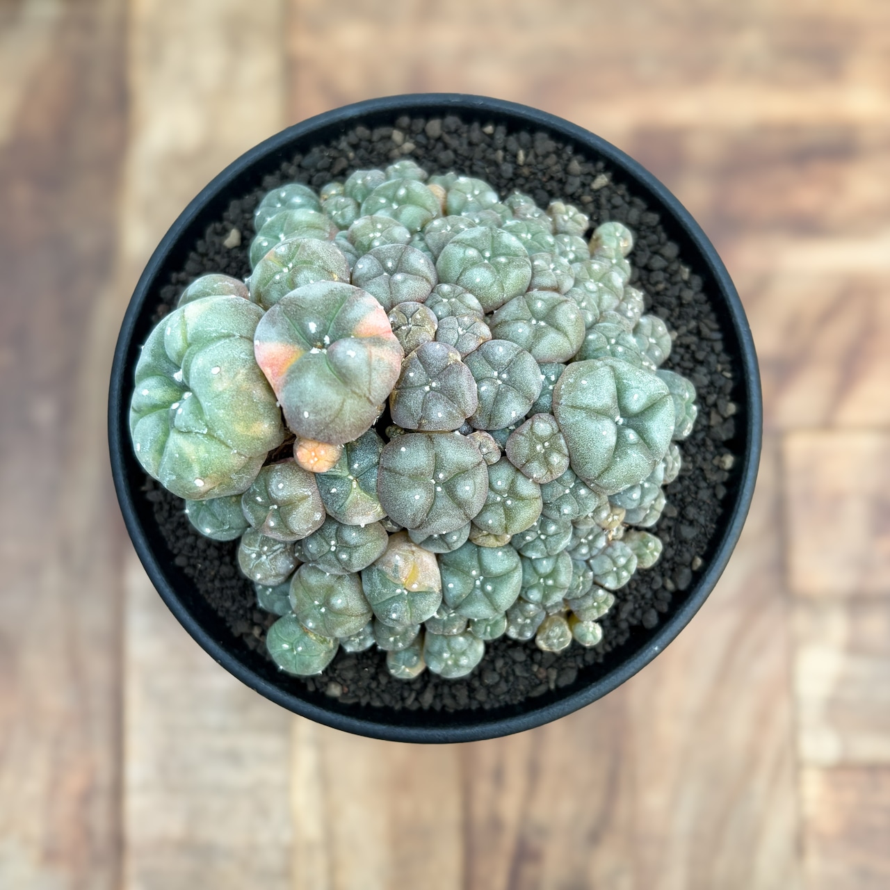 Lophophora williamsii variegata【ロフォフォラ・仔吹烏羽玉錦】