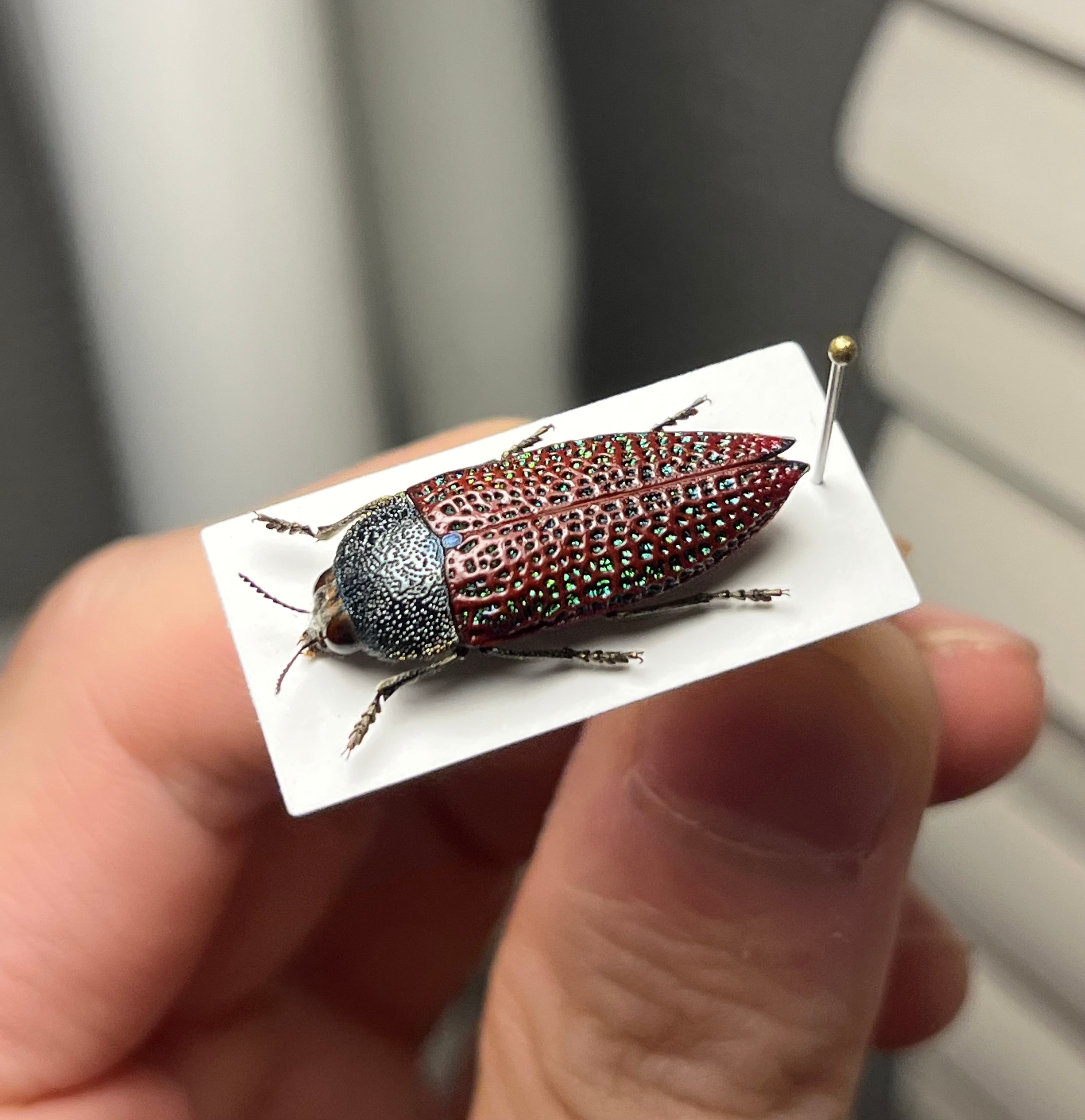 39mm】クロモンベニオウサマムカシタマムシCalodema 標本スハンダエ