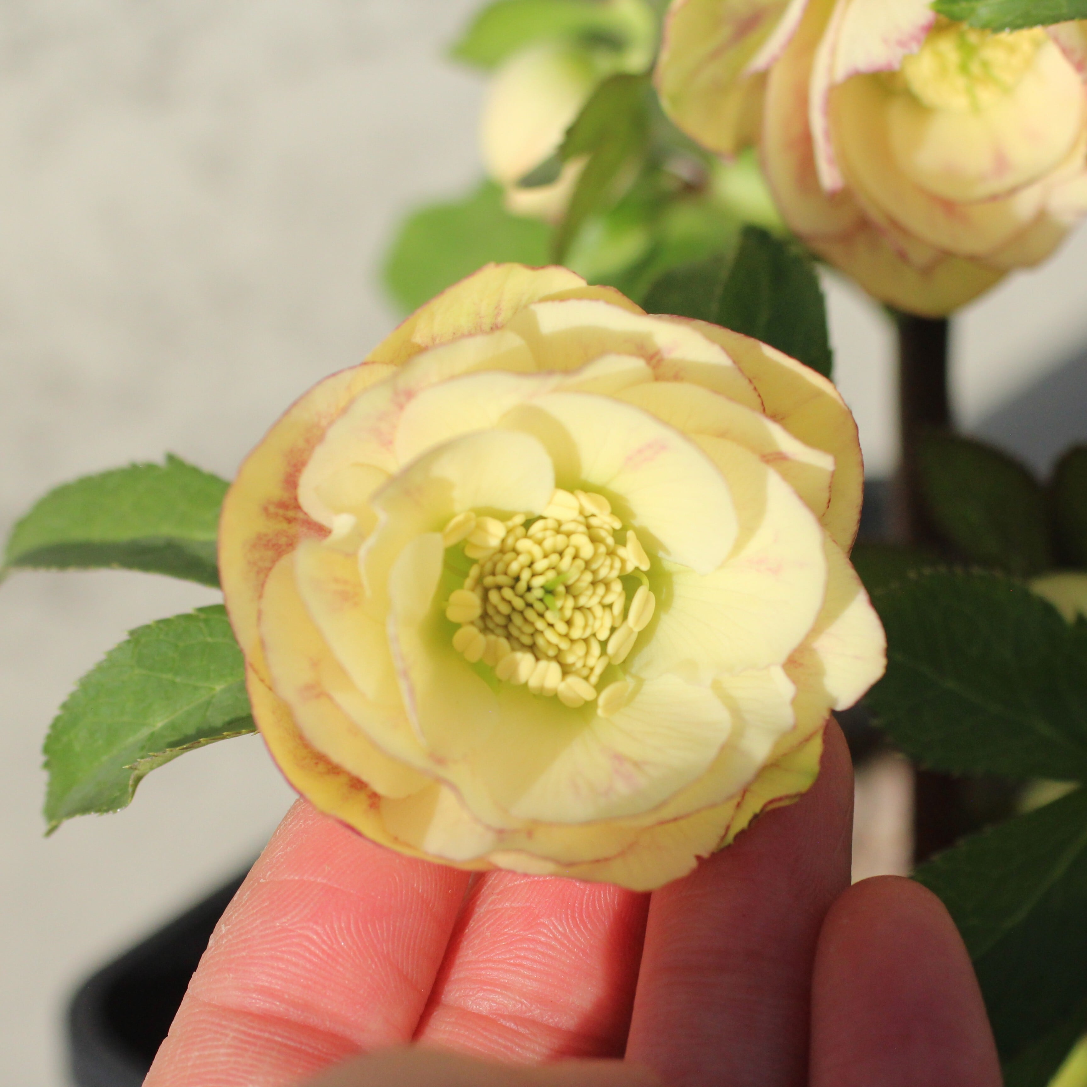 WS26-083 クリスマスローズ ウィンターシンフォニー イエローふんわり