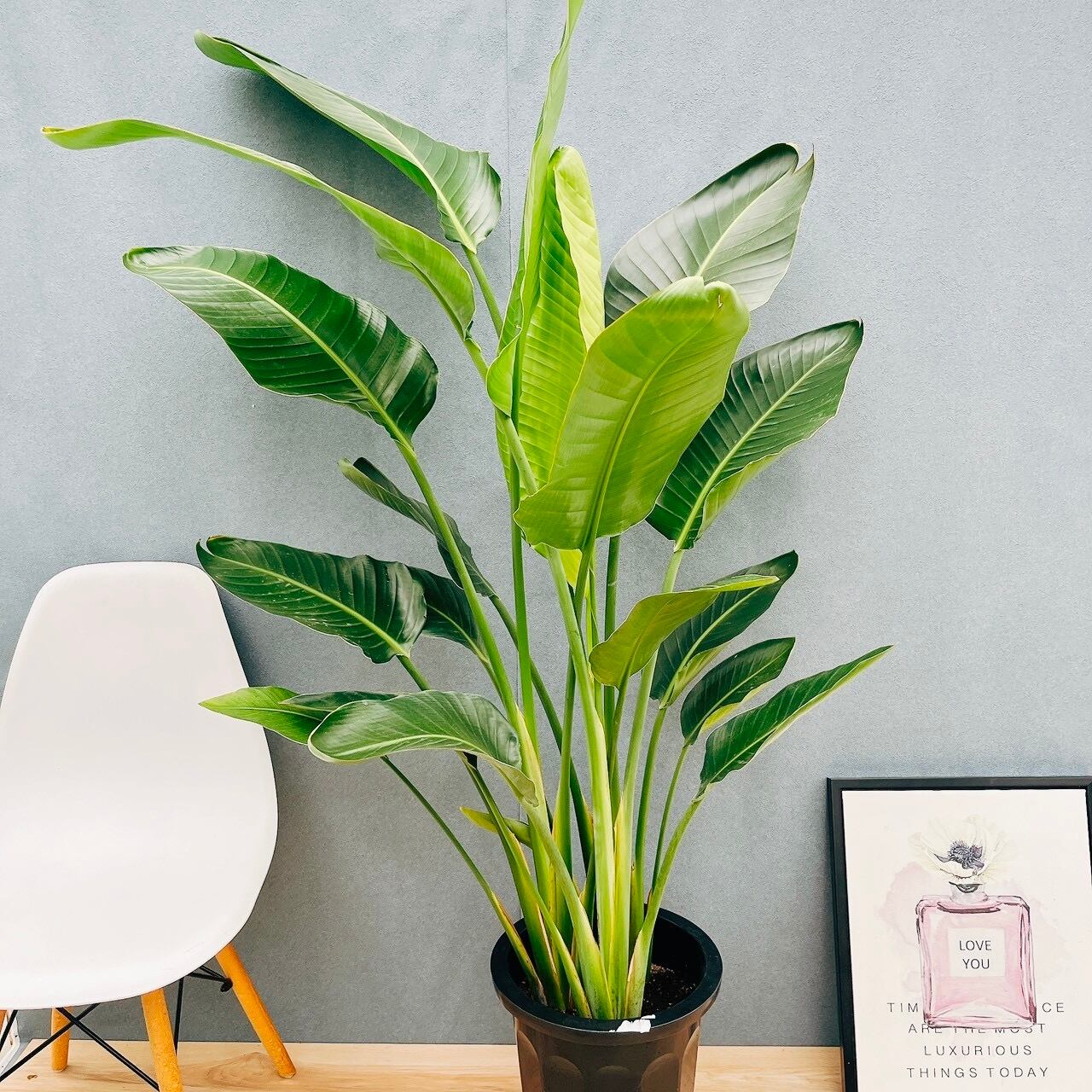 現品］【珍しい】22番 スキスマトグロッティス スコルテクニー 7号