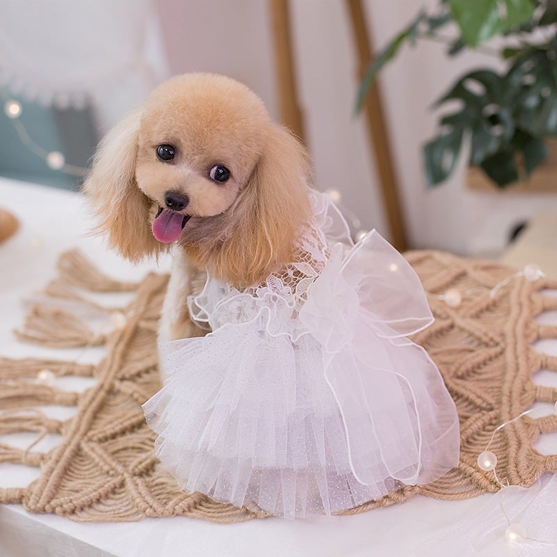 大型犬もOK 背中リボンのウエディングドレス リングドッグ | おむのおうち