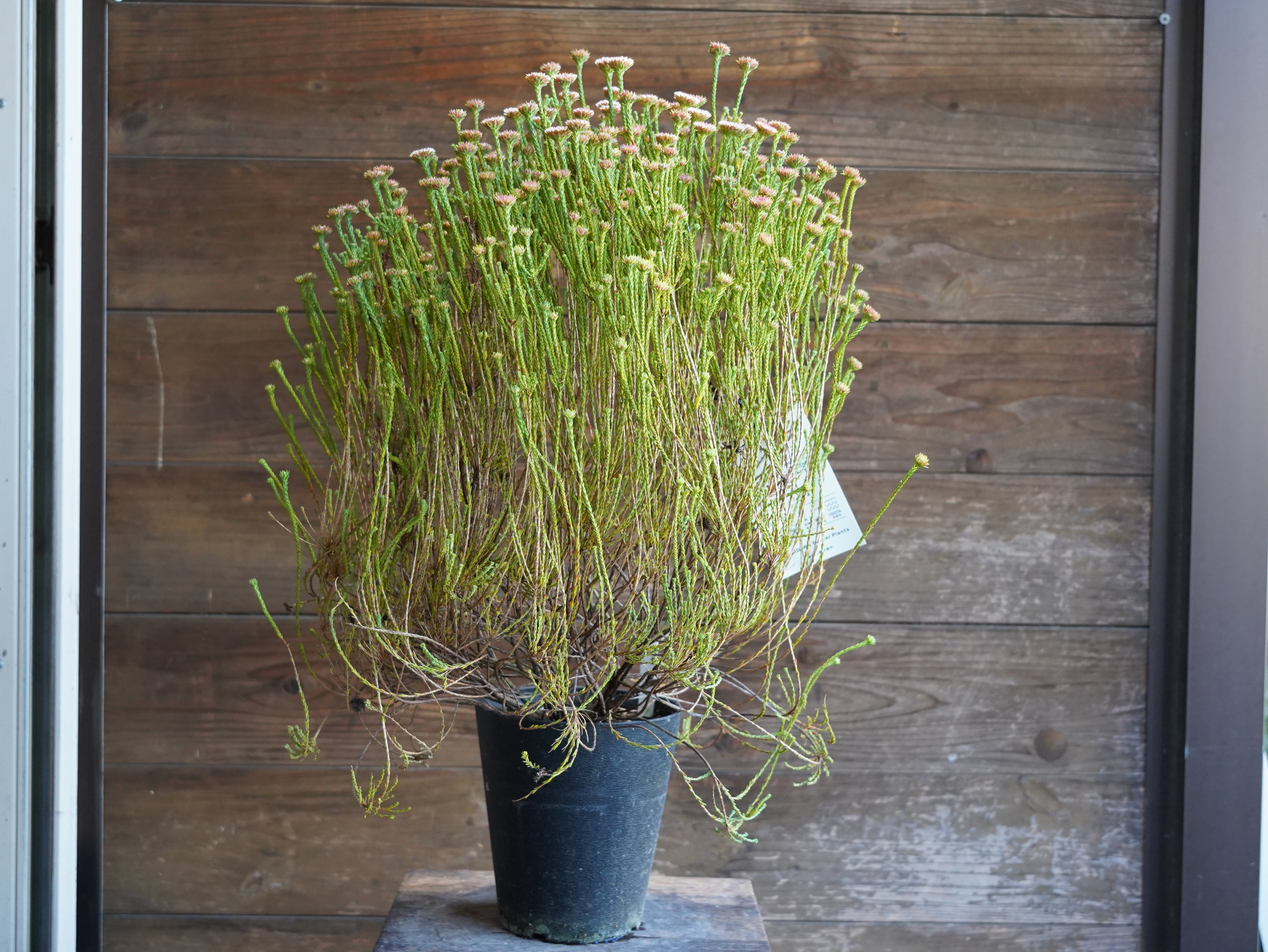 【現物】アクチノジウム　”シャトルデイジー”