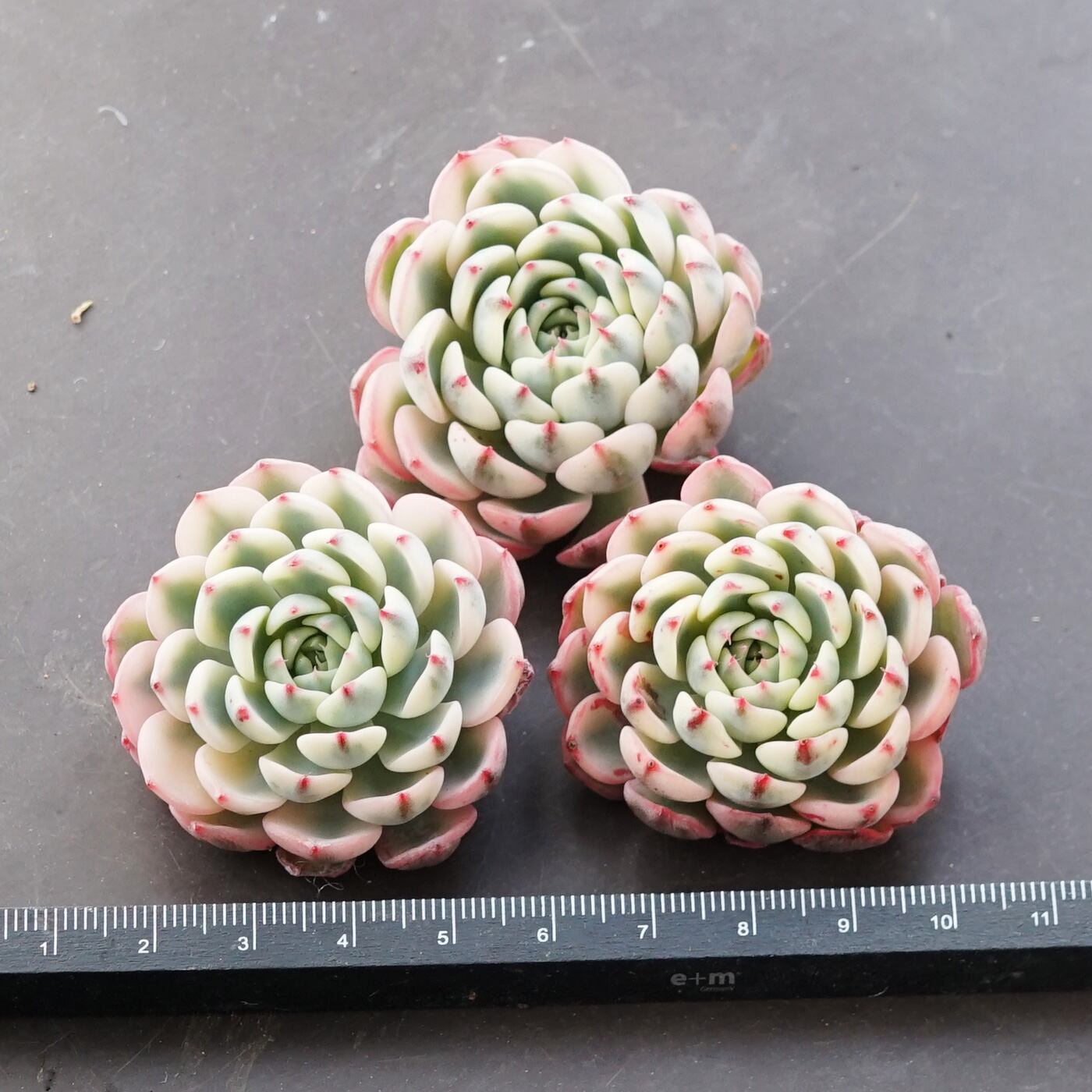 162:Echeveria 