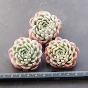 カット苗 ミニマ錦 子苗 Echeveria minima f.variegata