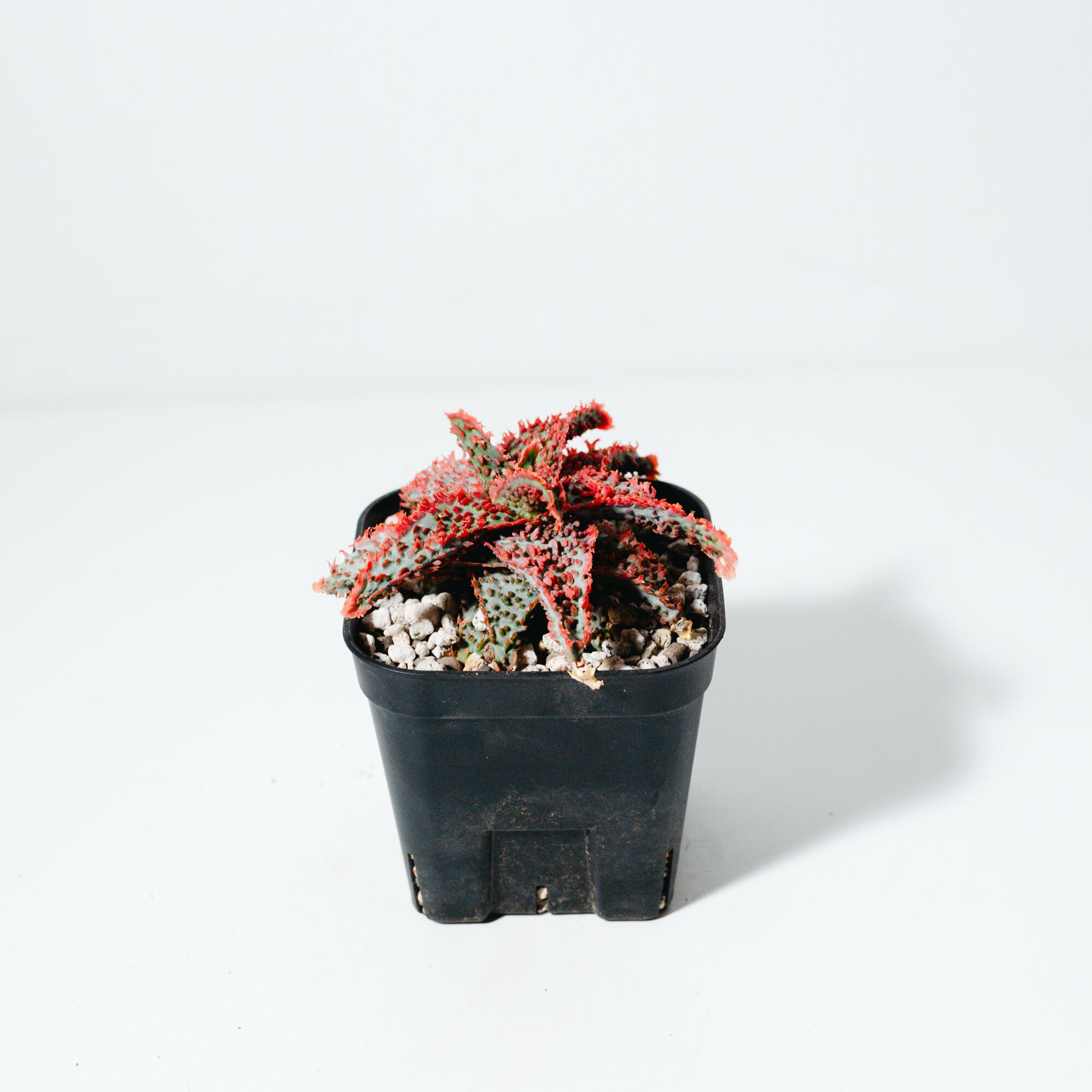 アロエラボのアロエ・ハイブリッド（Aloe hybrid）子株_250824 | MERAKI