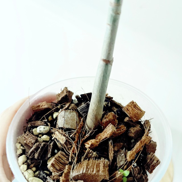 【残り一点】希少 パキラ ミルキーウェイ 実生 観葉植物 calm cafe