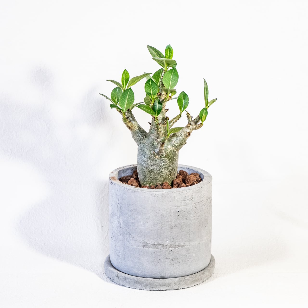 【ぷっくり可愛い塊根植物】なめらかな幹から伸びる緑葉が美しいアデニウム・ドワーフ。手づくりモルタル鉢に植え込んだ一点物。虫発生抑制(全国一律送料850円)