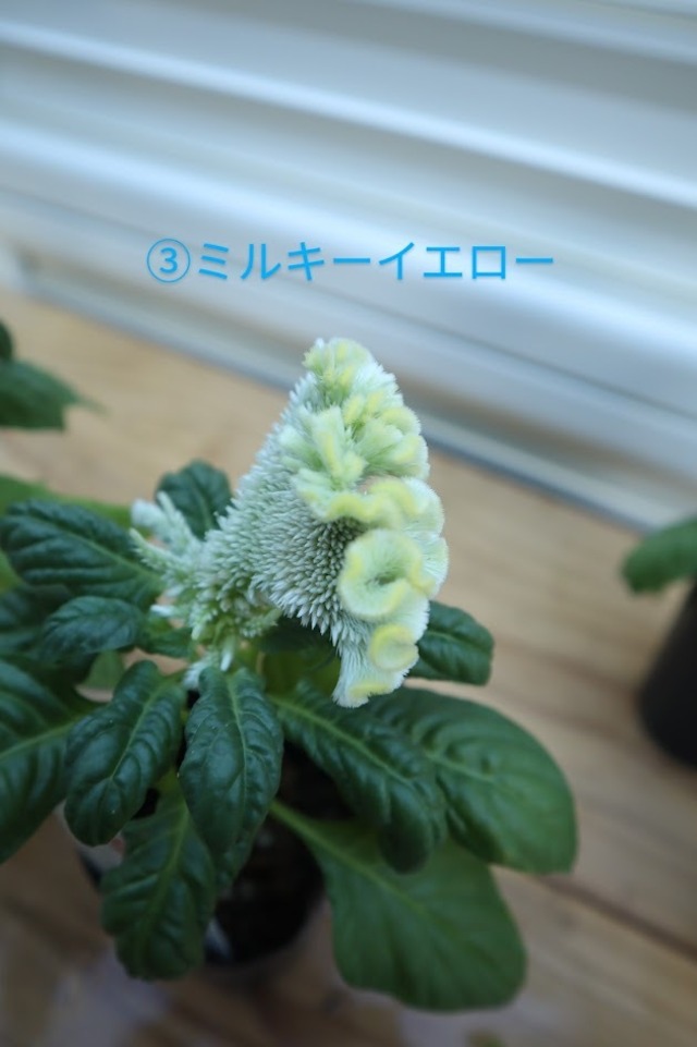 セロシア　『アクト』