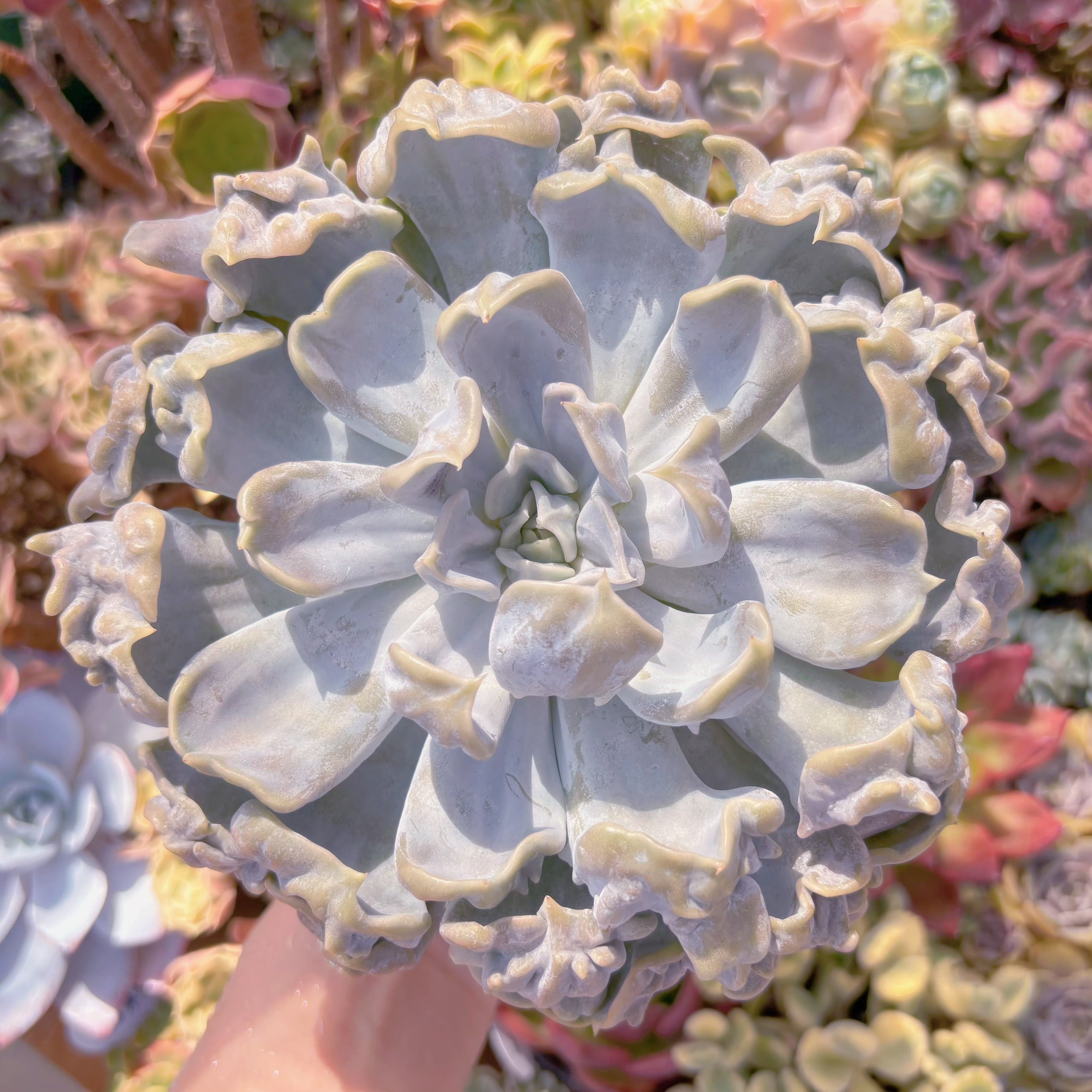 多肉植物 スリラーパール(約15cm) 特大苗 新入荷 るる農園 | るる農園