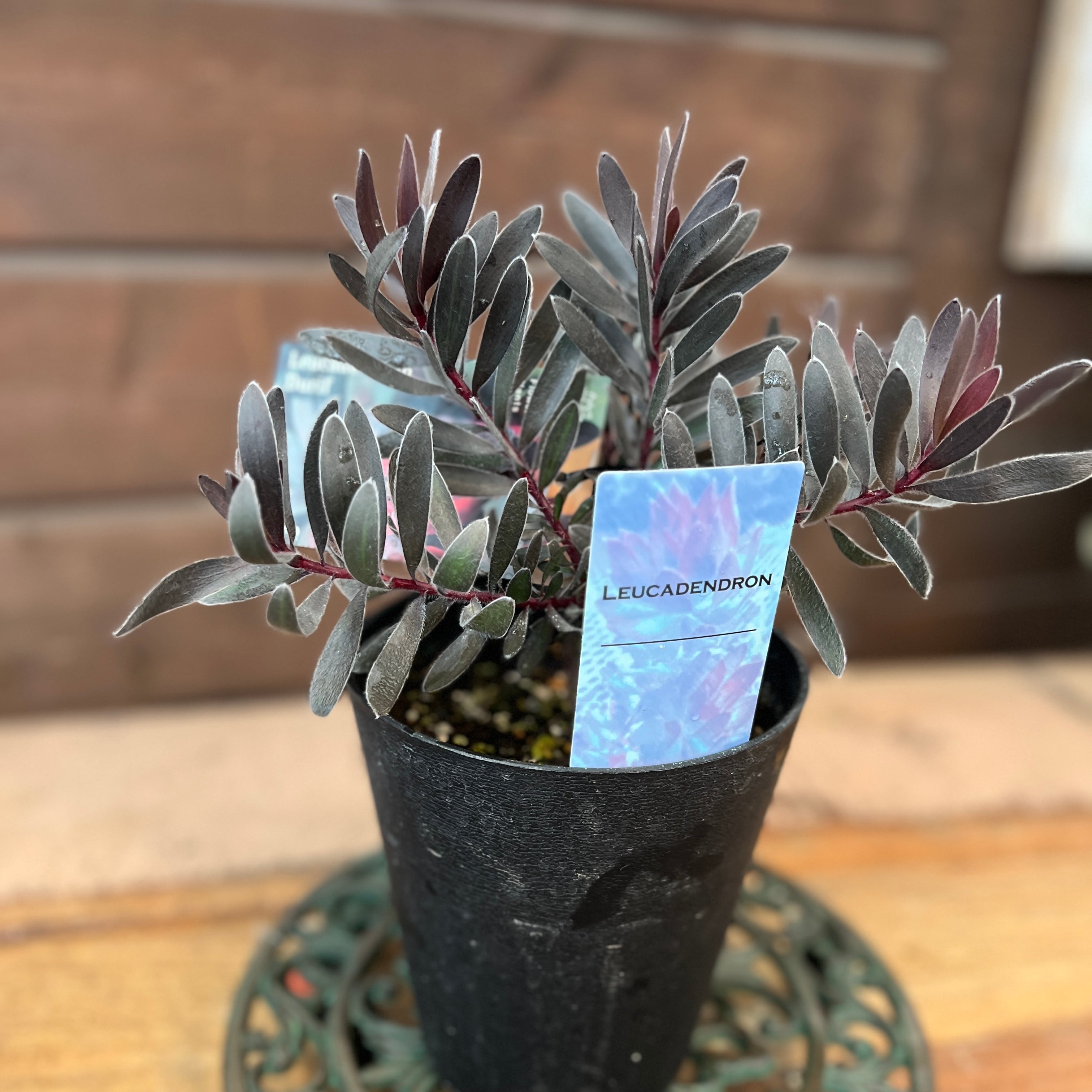 リューカデンドロン デュリフ ⑨ | 沼ノ上農園