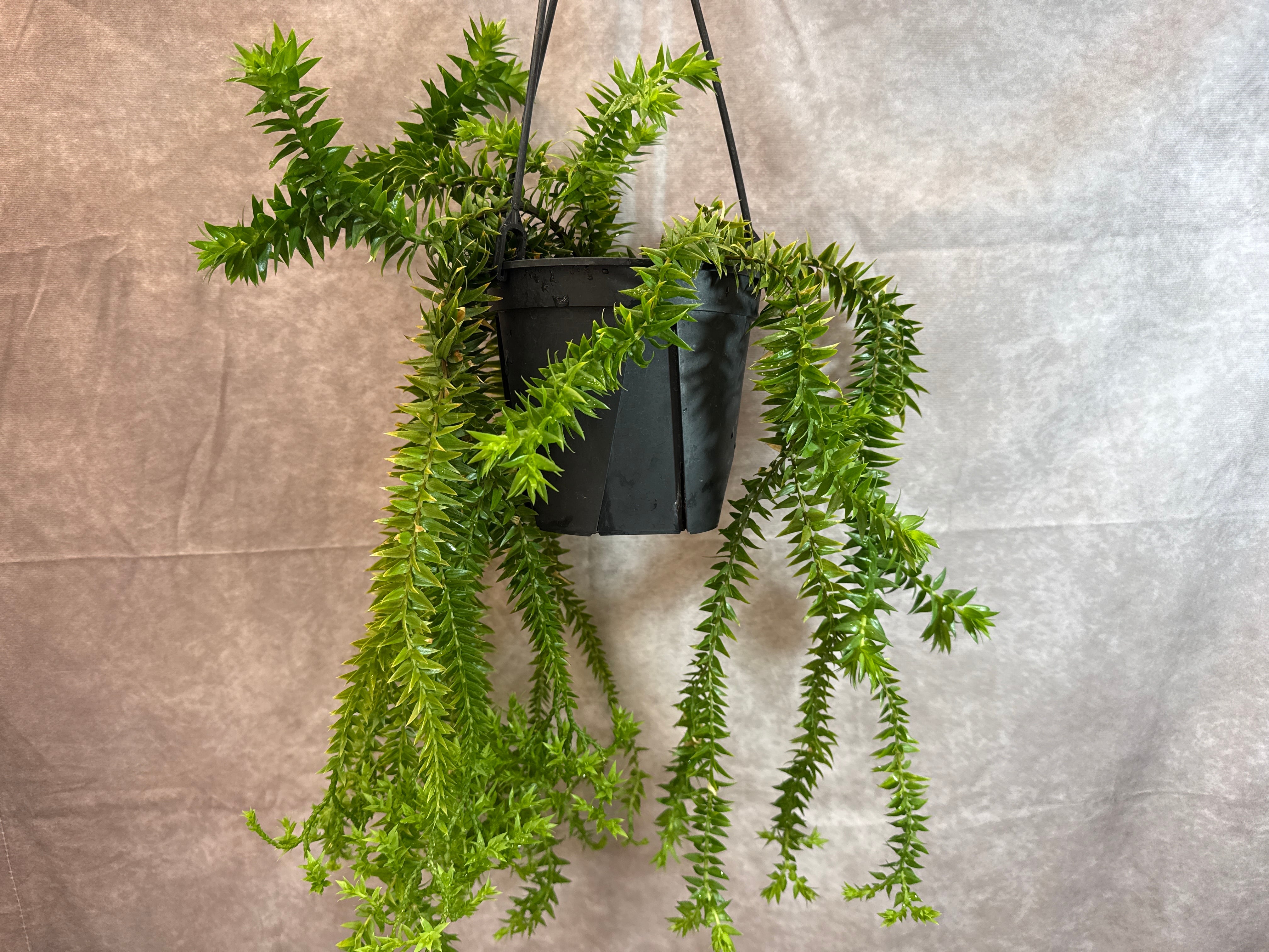 スキンダプサス グリス ⑨ スキンダプサス グリス | Gardenえん 【観葉熱帯植物】