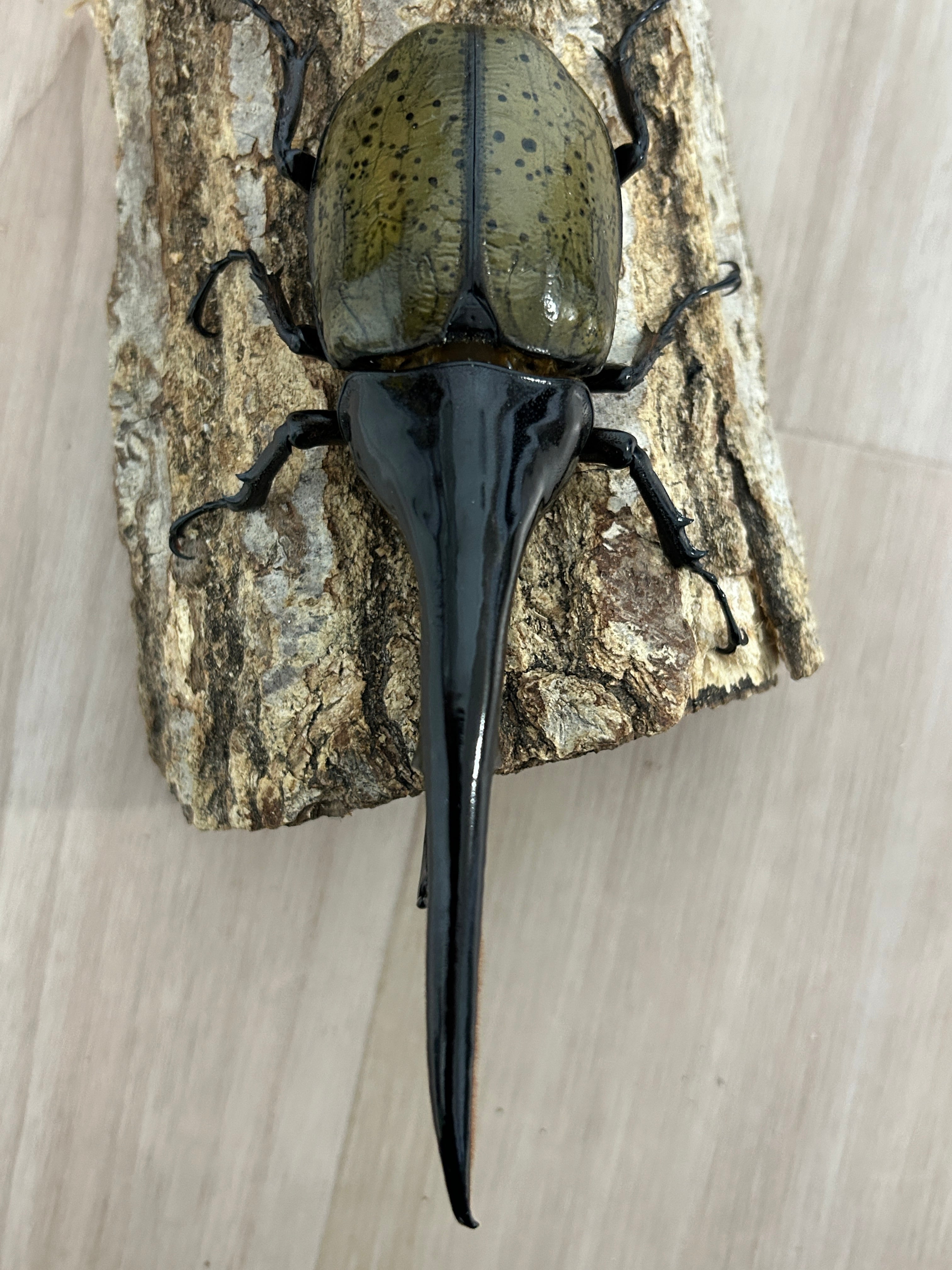 種親に！】ヘラクレスオオカブト ♂167.7mm 《31A×momo835》 | アート