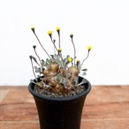 Othonna cacalioides【オトンナ・カカリオイデス】