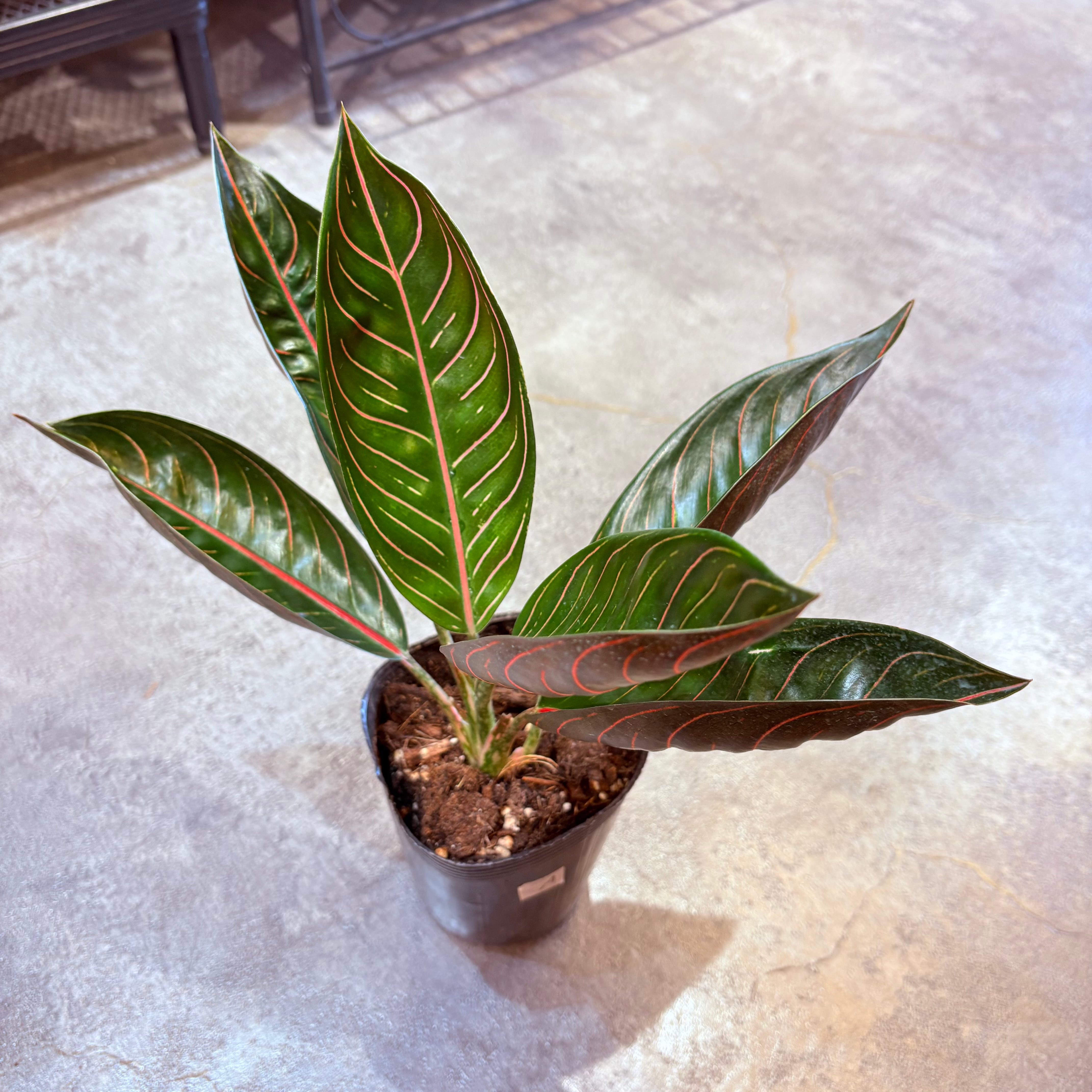 アグラオネマ ブラックスマトラ 3.5号 A | Green Vibes 宇都宮市の観葉